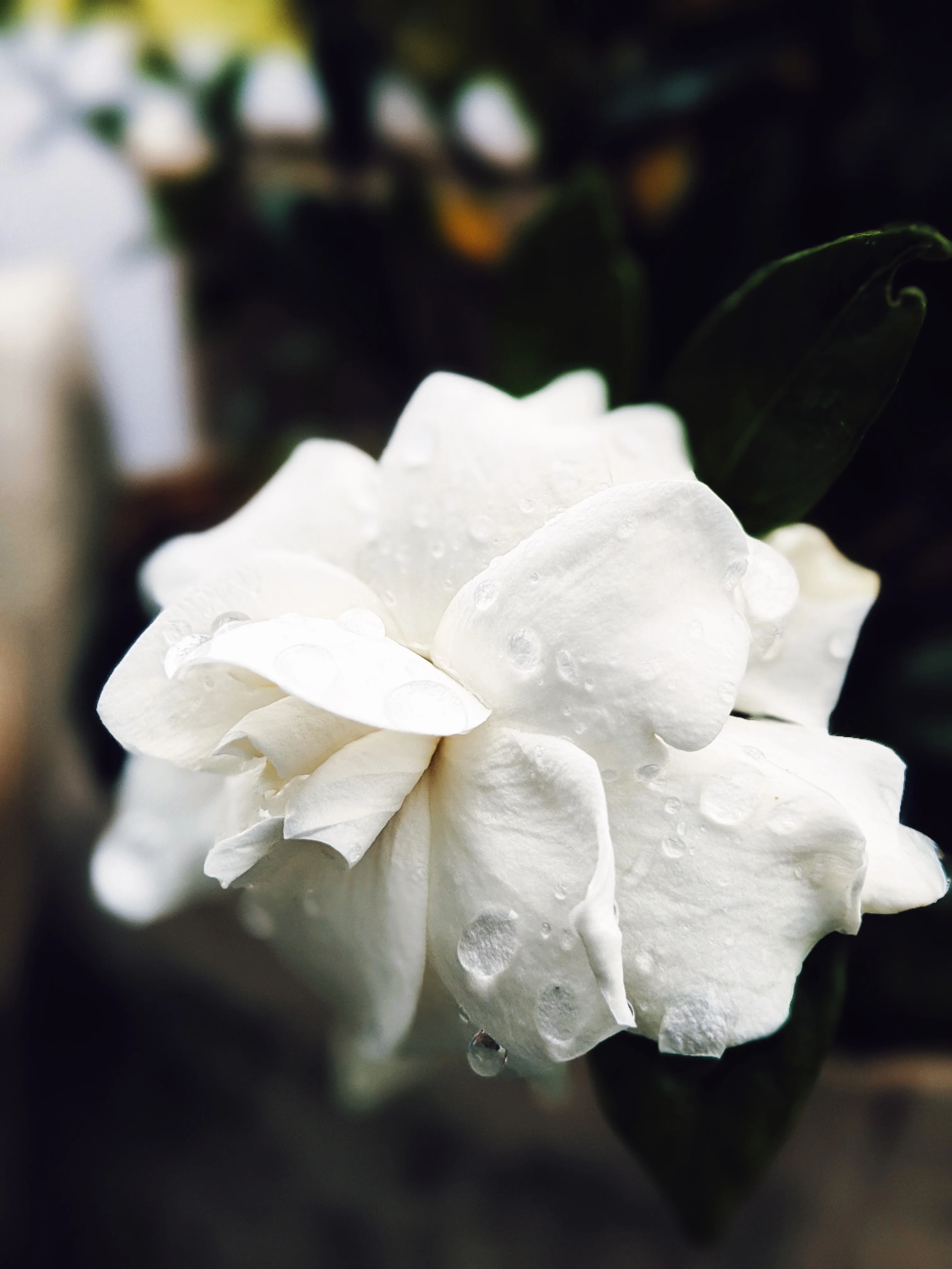 Gardenia and Bushman Candle Enfleurage. - Image 12