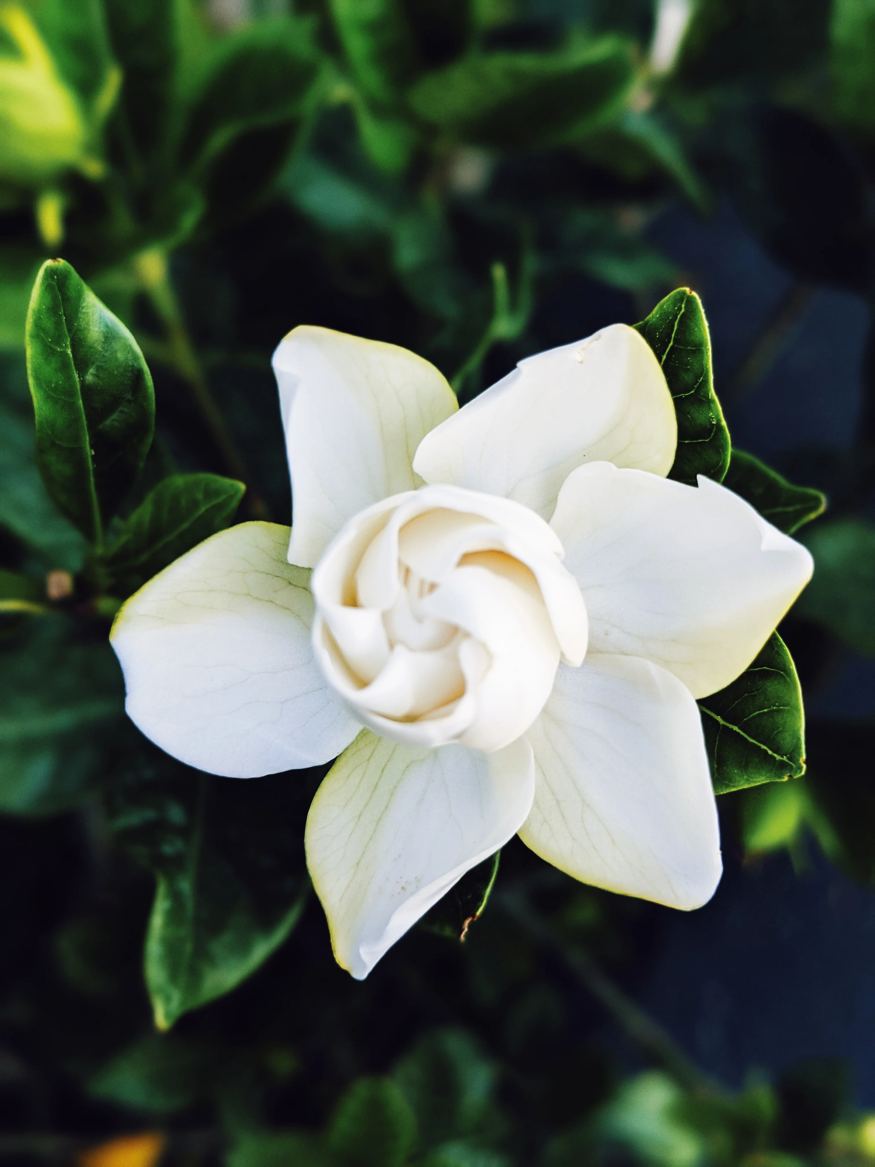 Gardenia and Bushman Candle Enfleurage. - Image 14