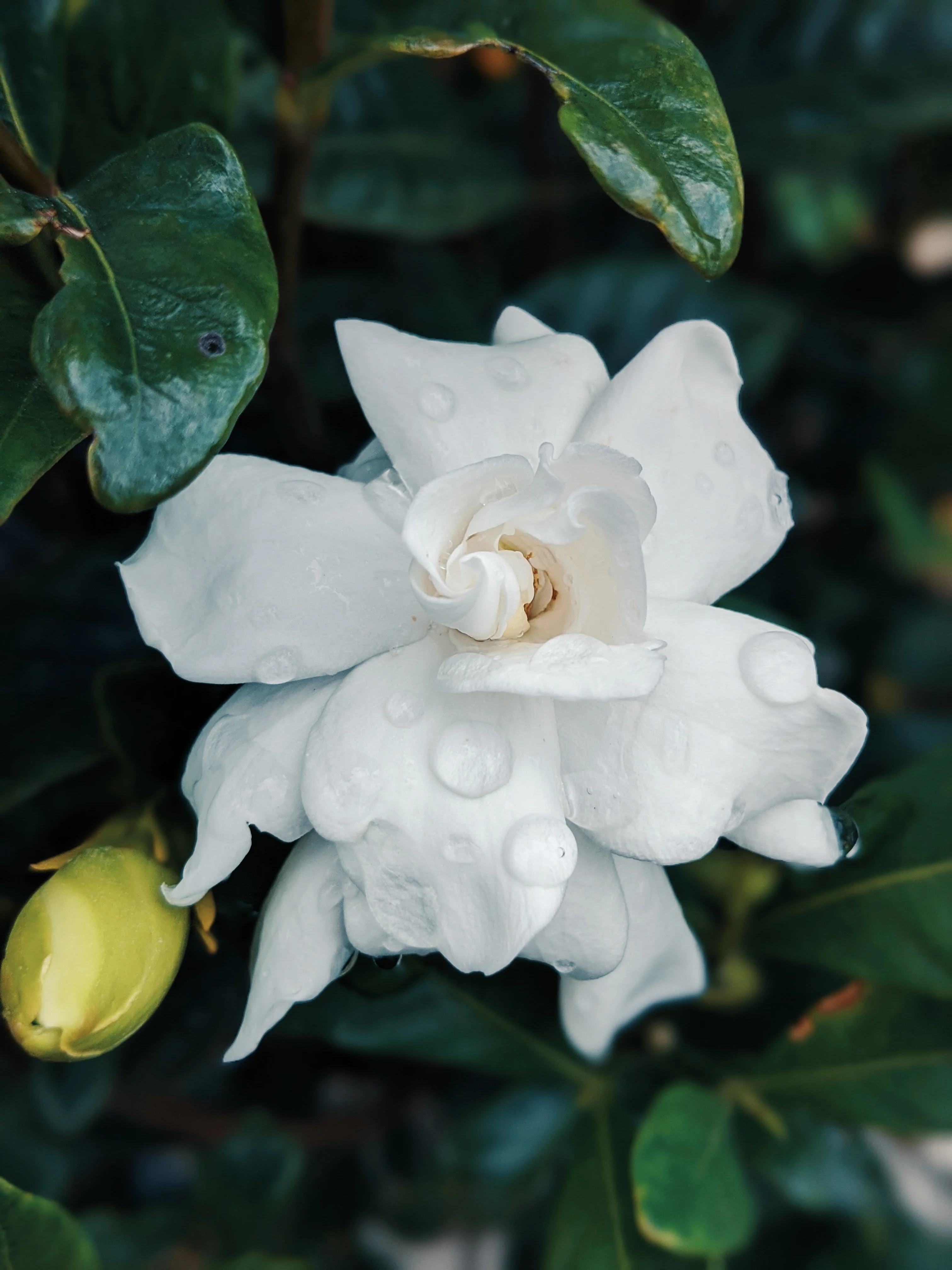Gardenia and Bushman Candle Enfleurage. - Image 15