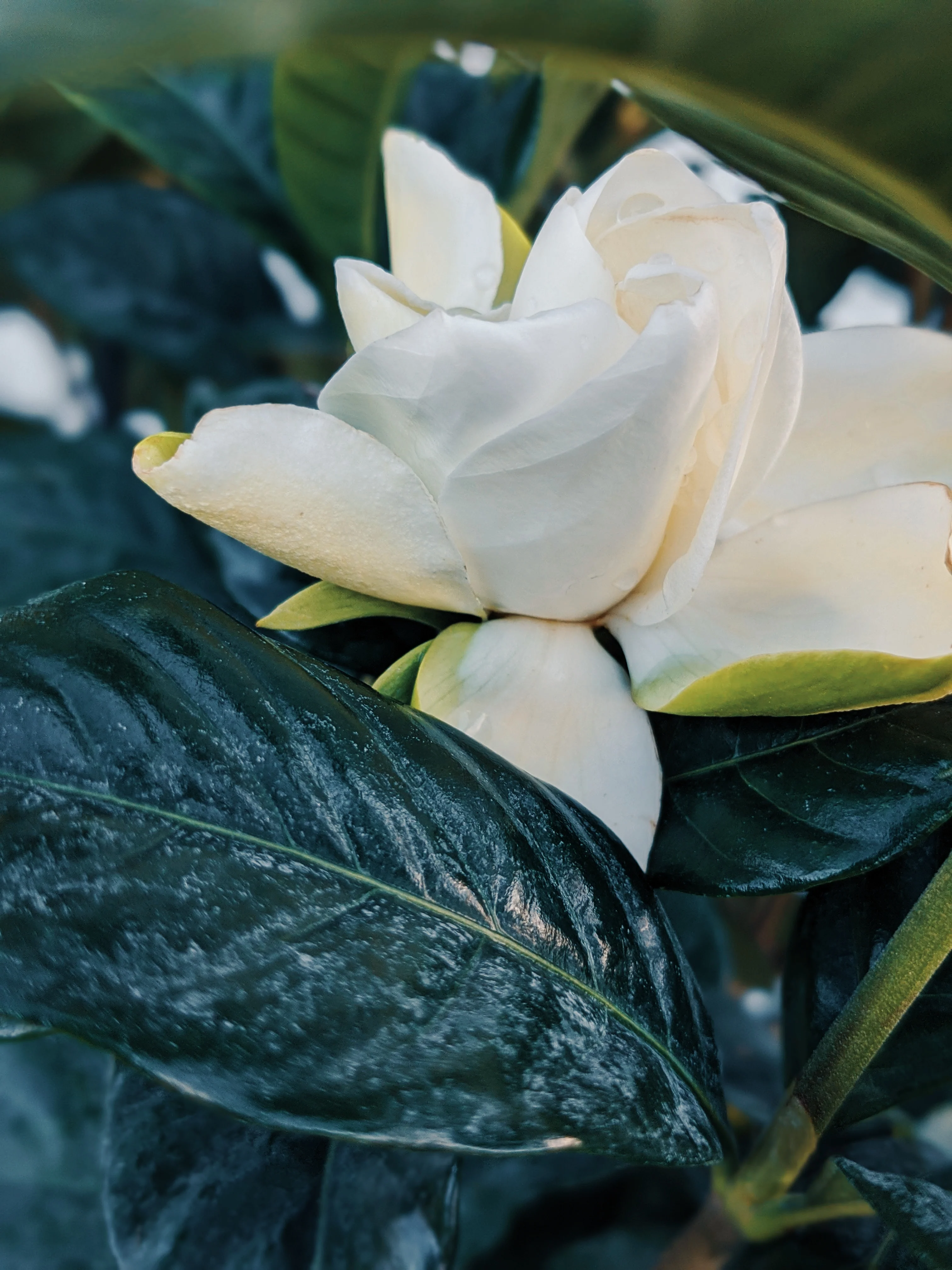 Gardenia and Bushman Candle Enfleurage. - Image 16