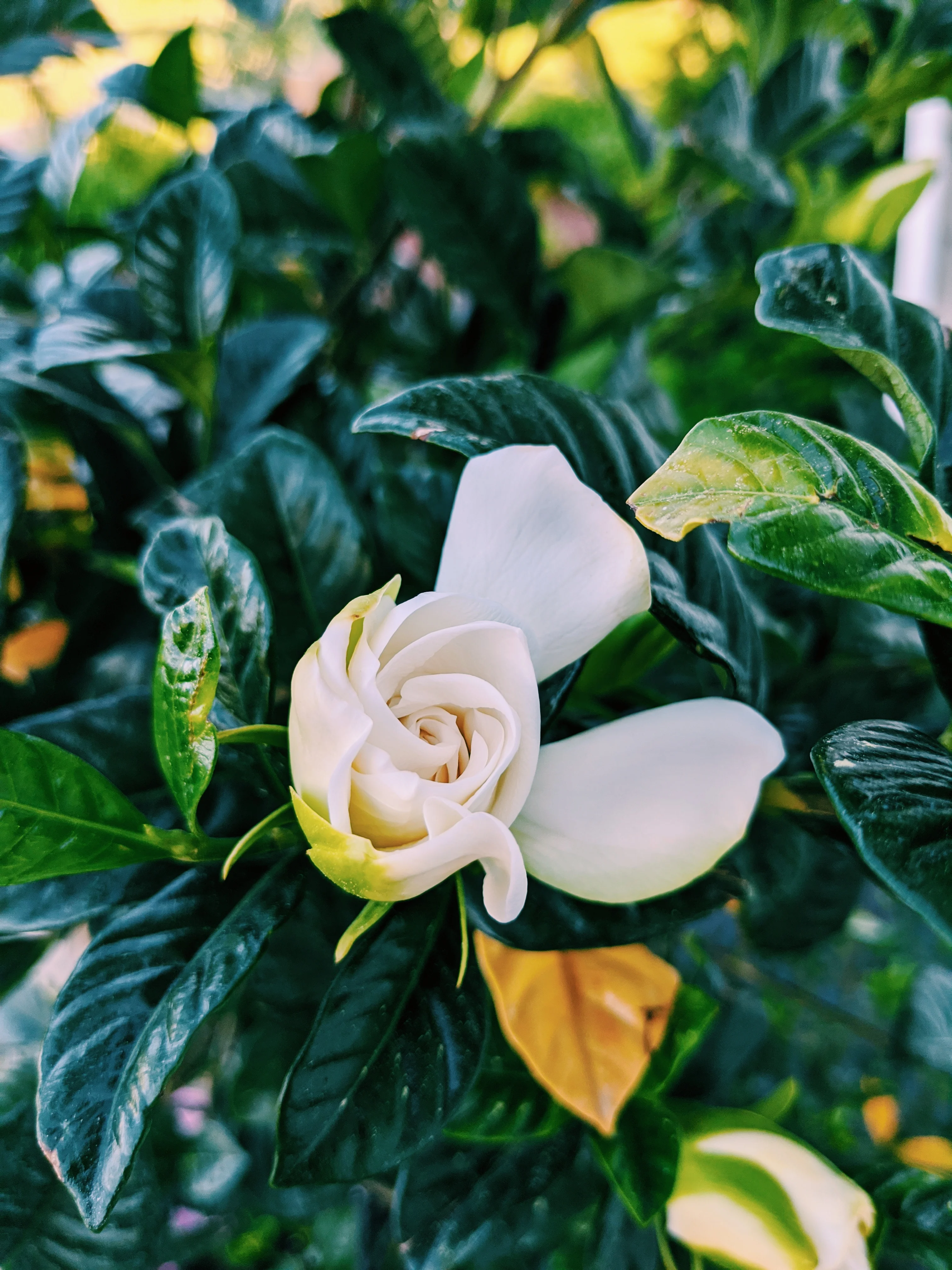 Gardenia and Bushman Candle Enfleurage. - Image 19