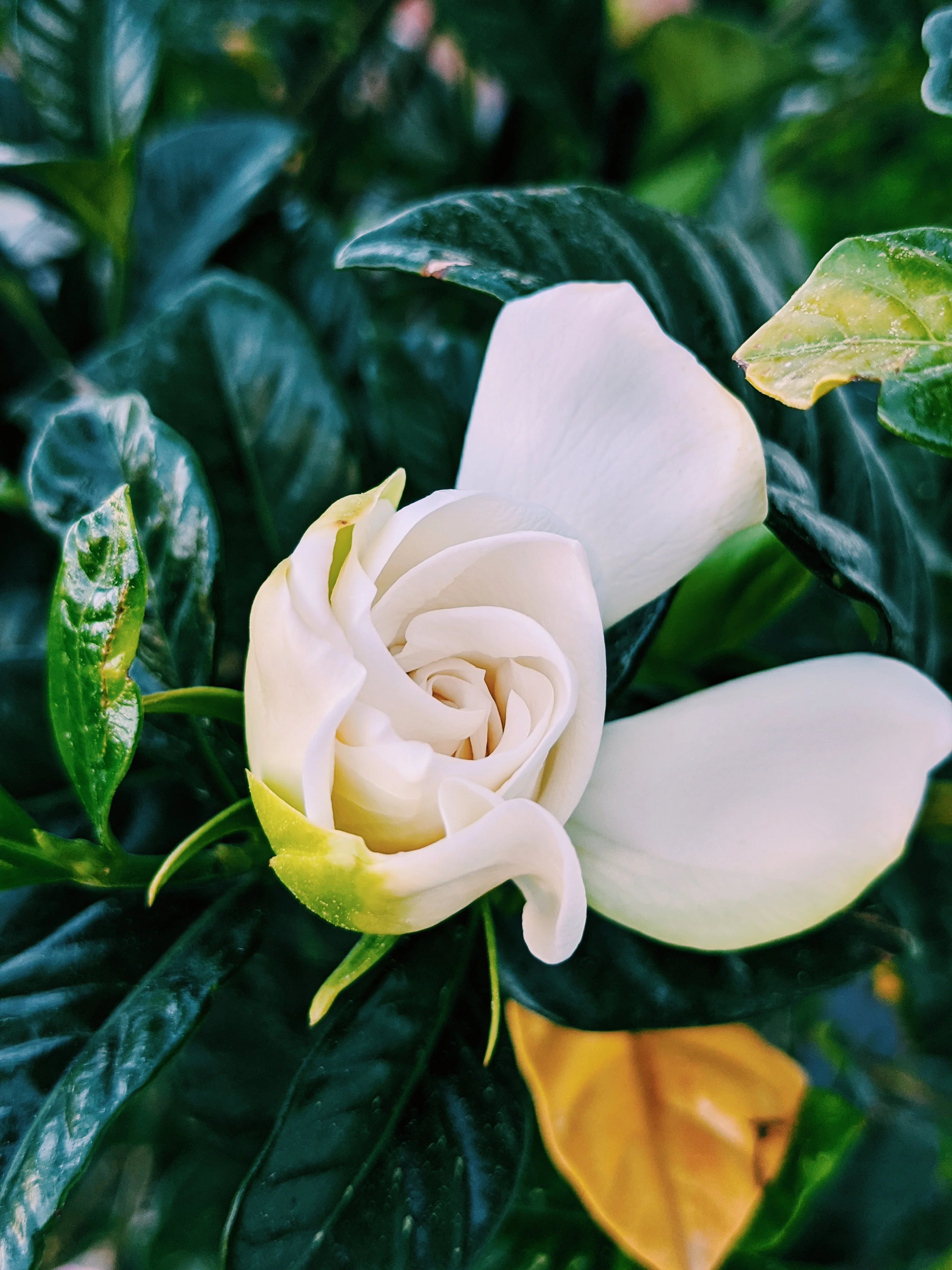 Gardenia and Bushman Candle Enfleurage. - Image 20