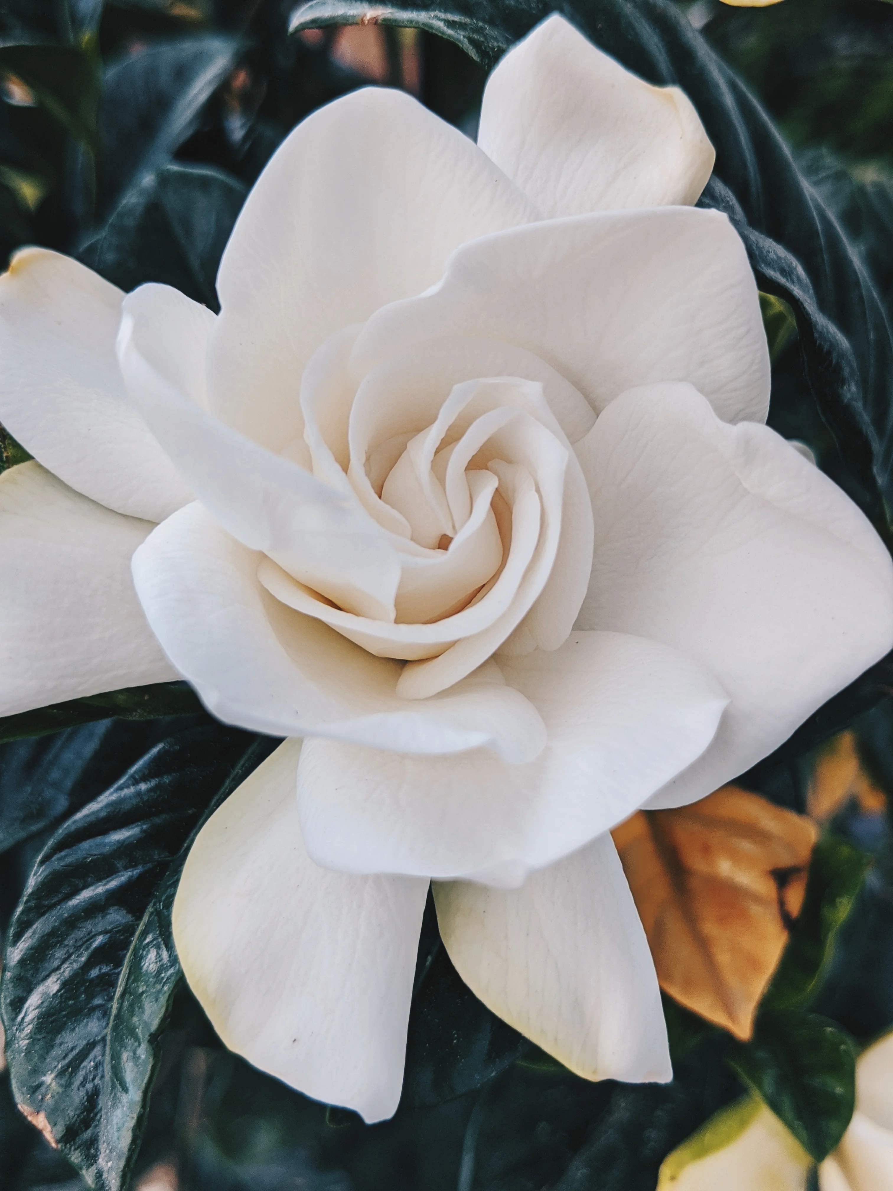 Gardenia and Bushman Candle Enfleurage. - Image 21