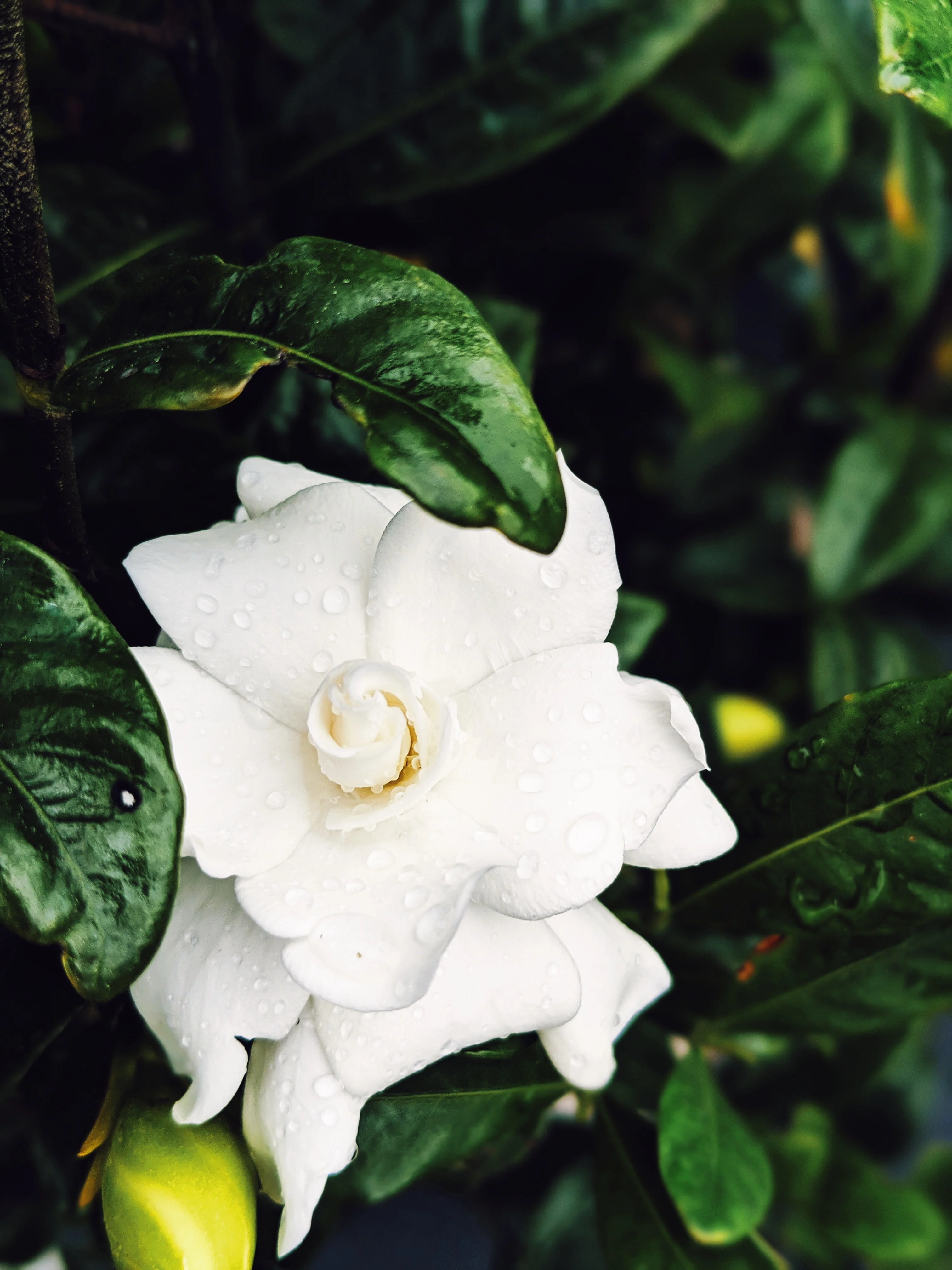 Gardenia and Bushman Candle Enfleurage. - Image 3