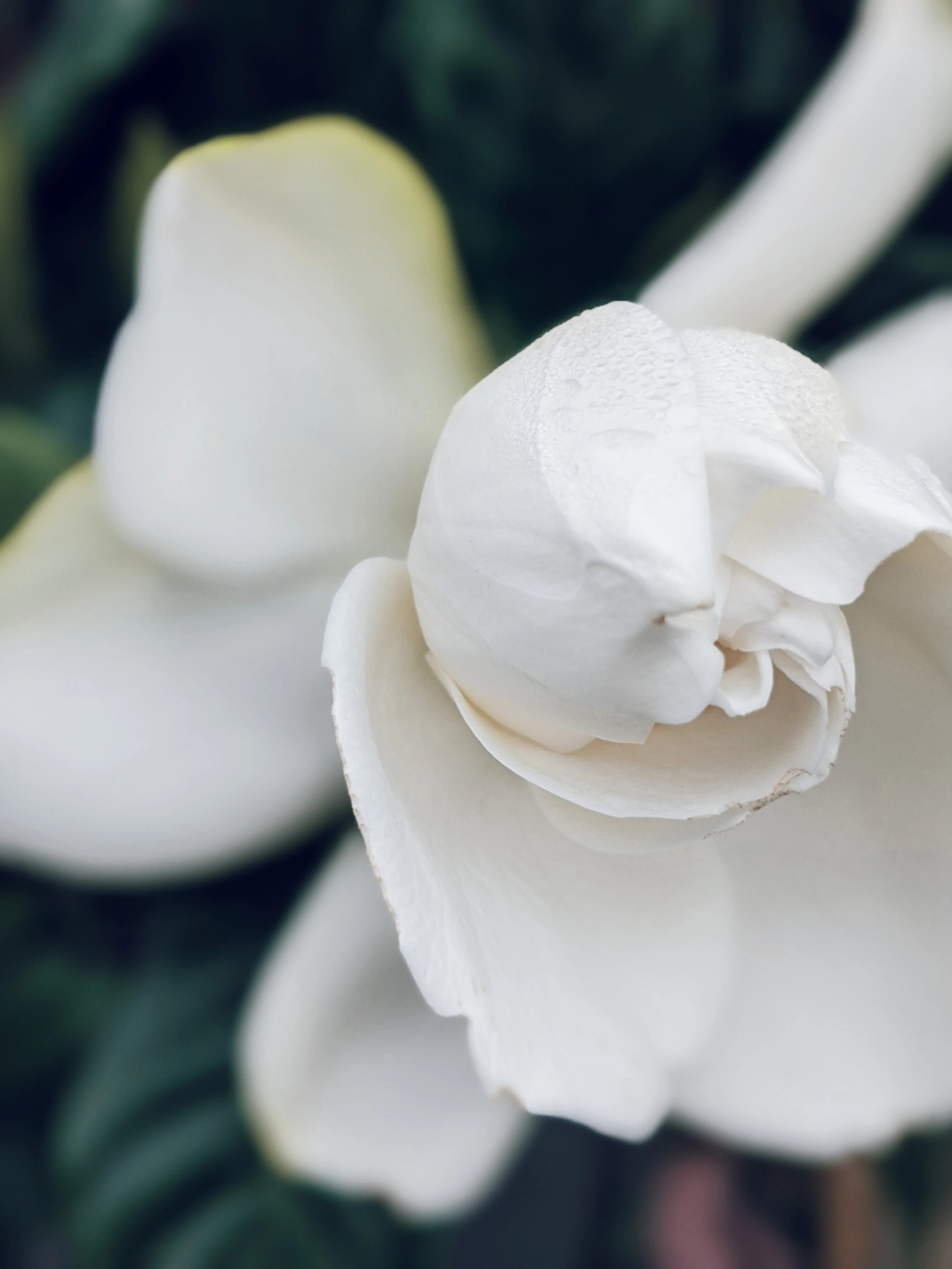 Gardenia and Bushman Candle Enfleurage. - Image 4