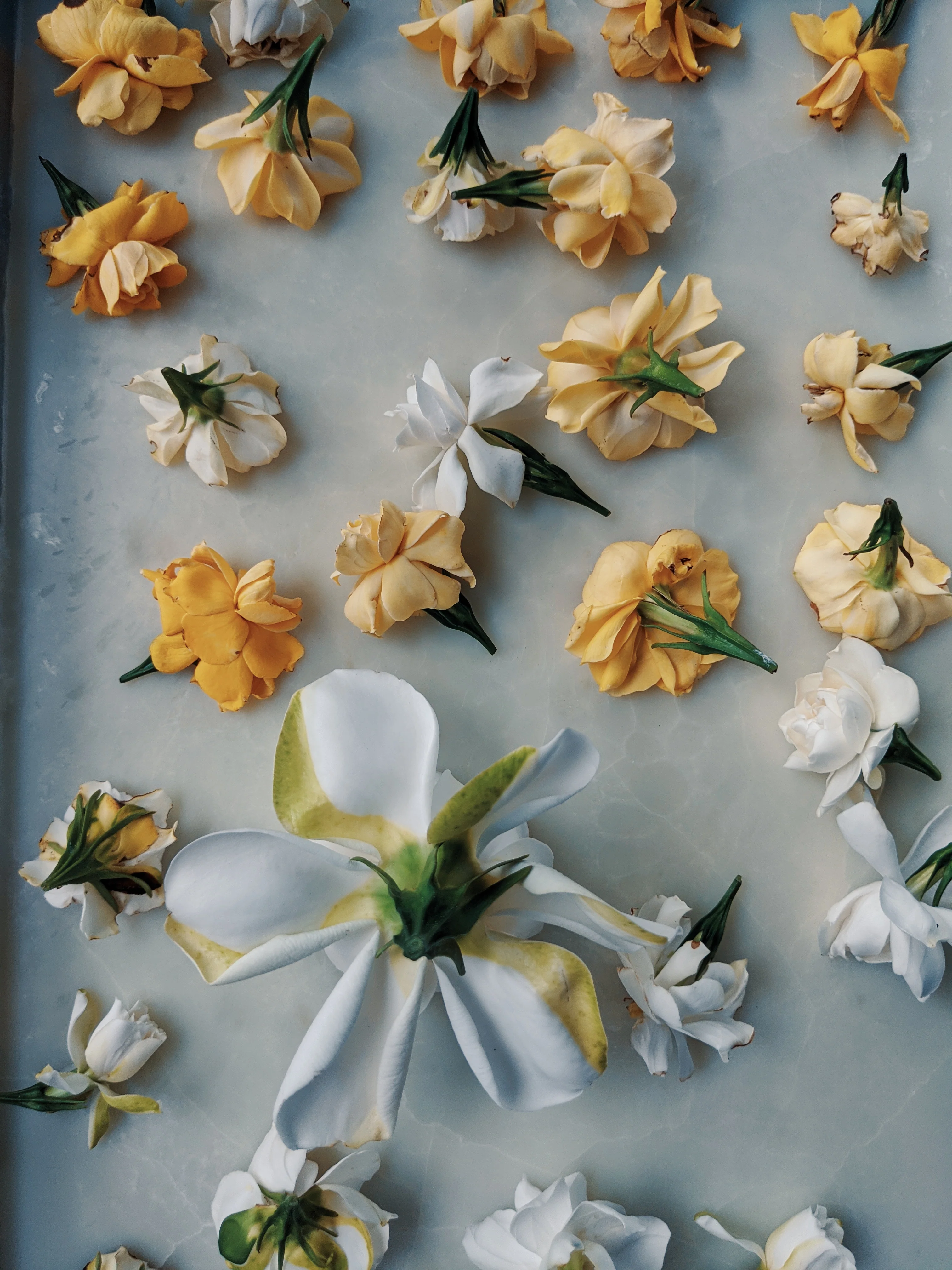 Gardenia and Bushman Candle Enfleurage. - Image 6