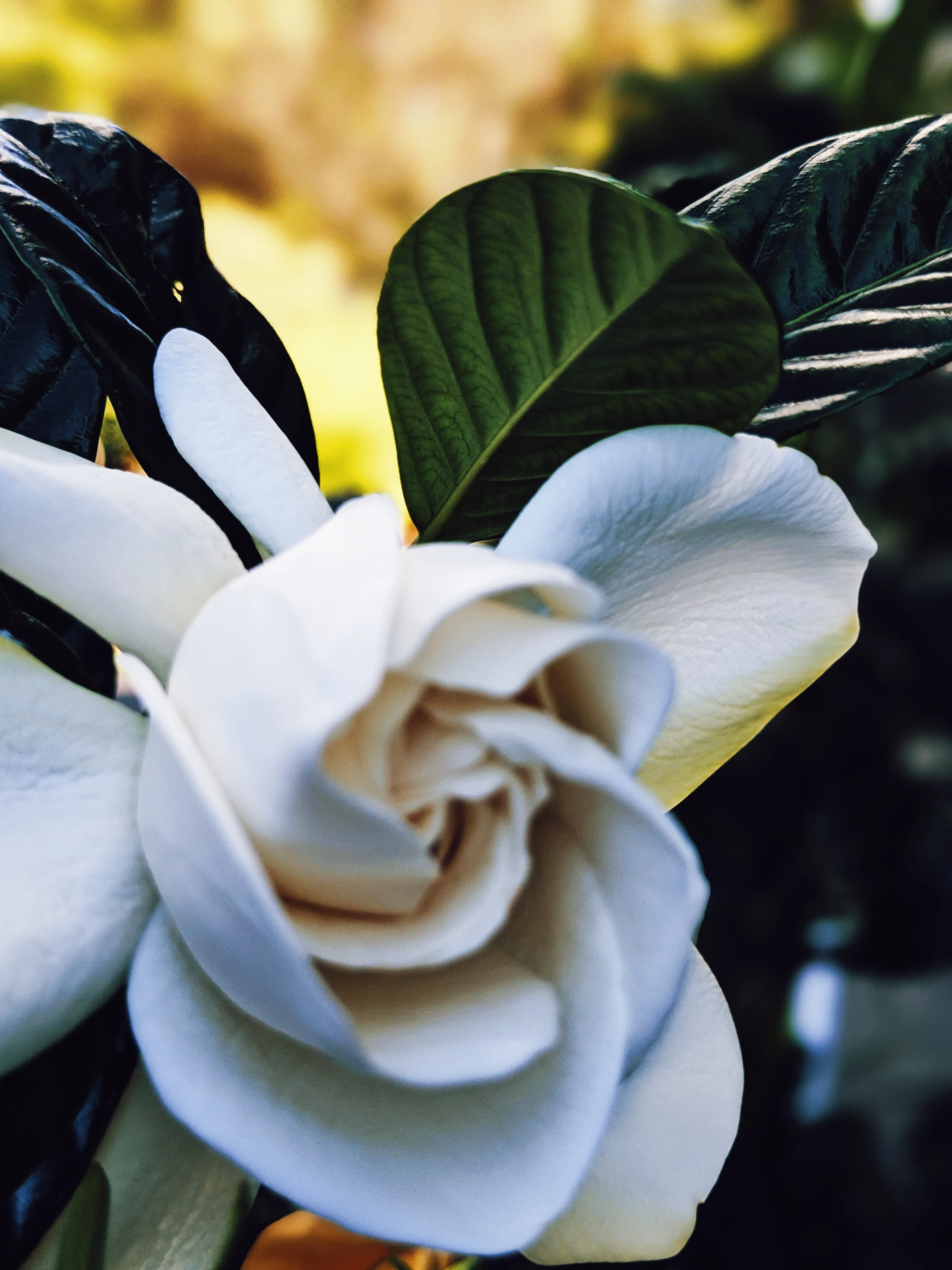 Gardenia and Bushman Candle Enfleurage. - Image 7