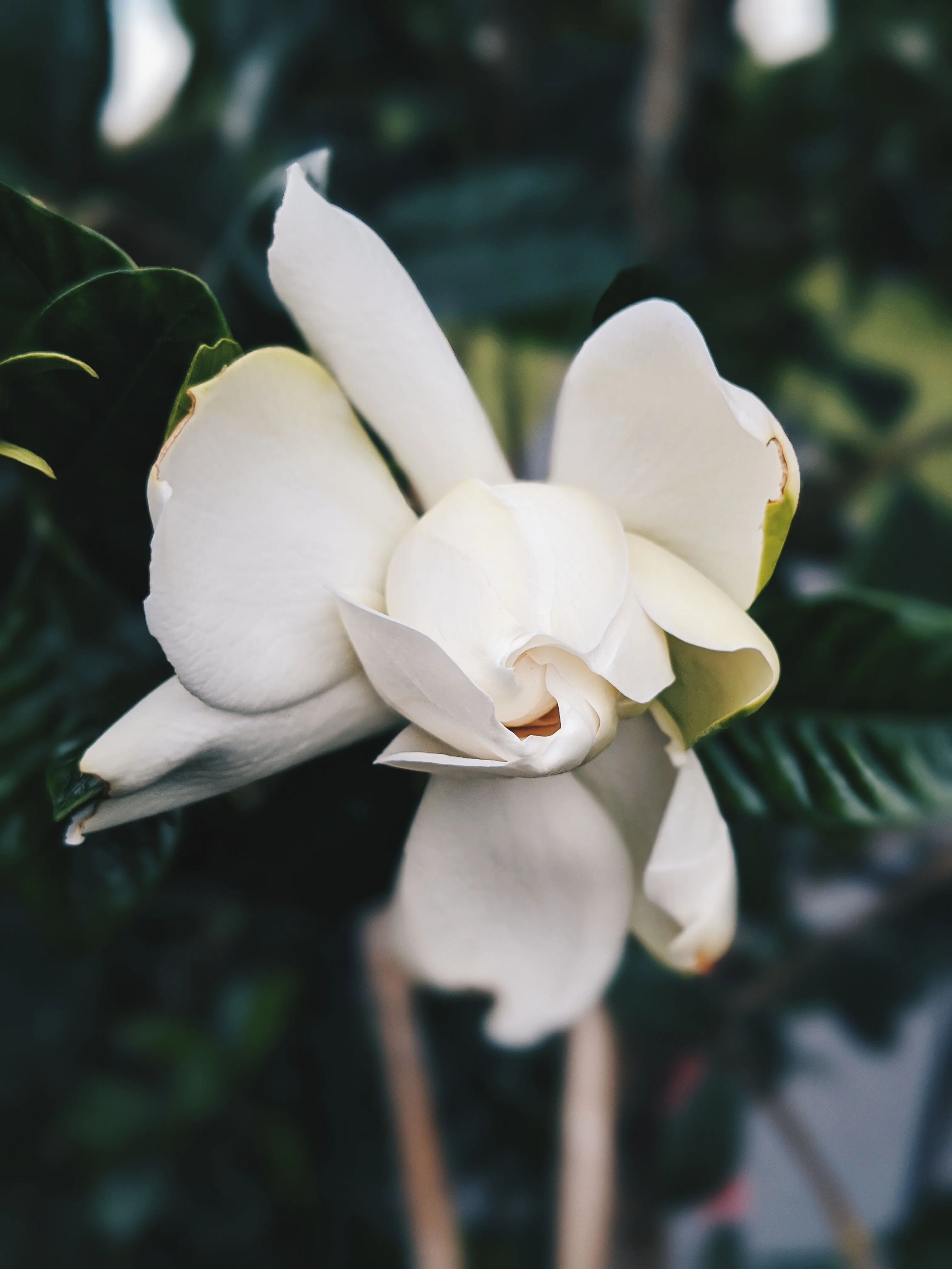 Gardenia and Bushman Candle Enfleurage. - Image 8