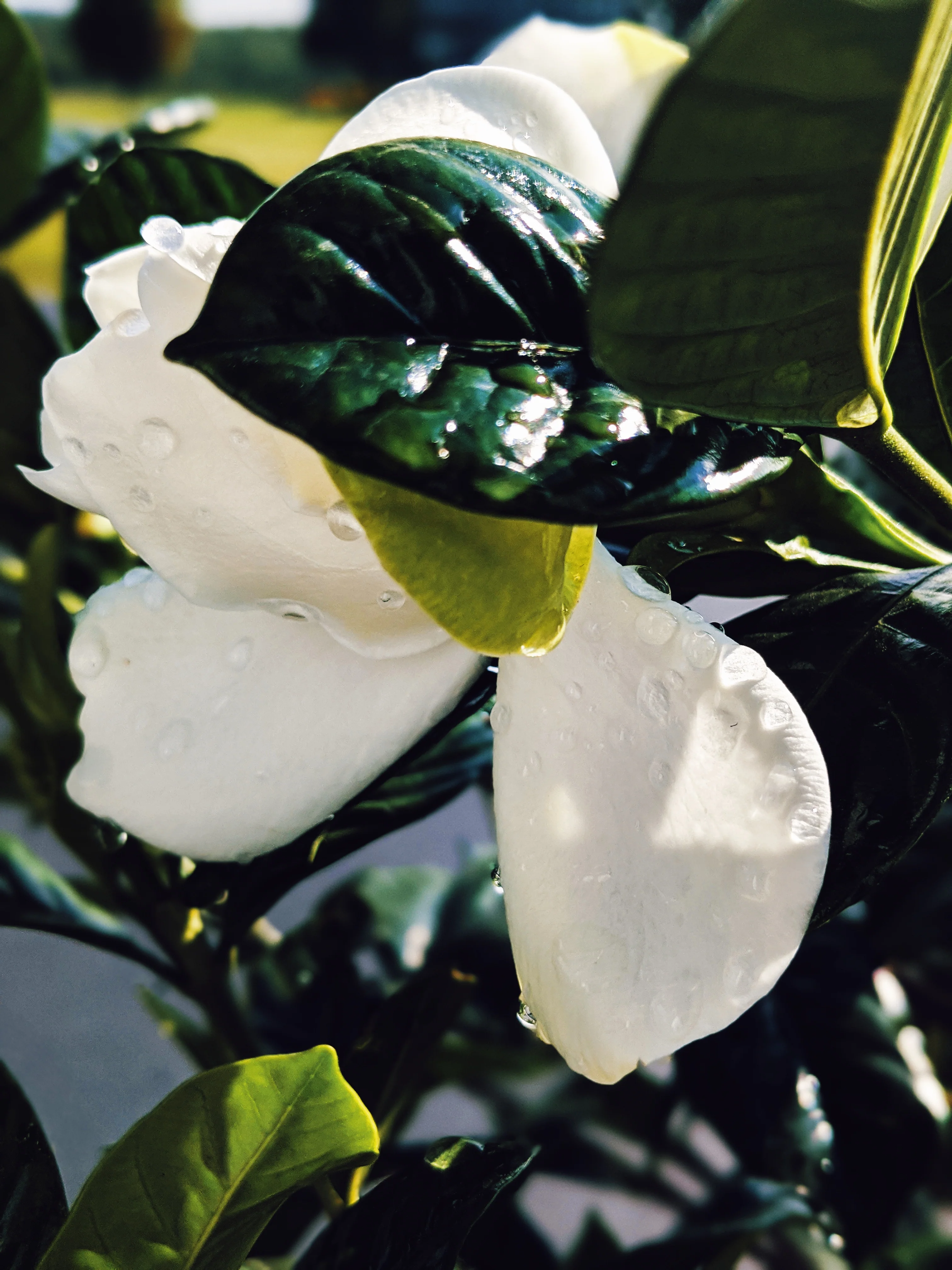 Gardenia and Bushman Candle Enfleurage. - Image 9