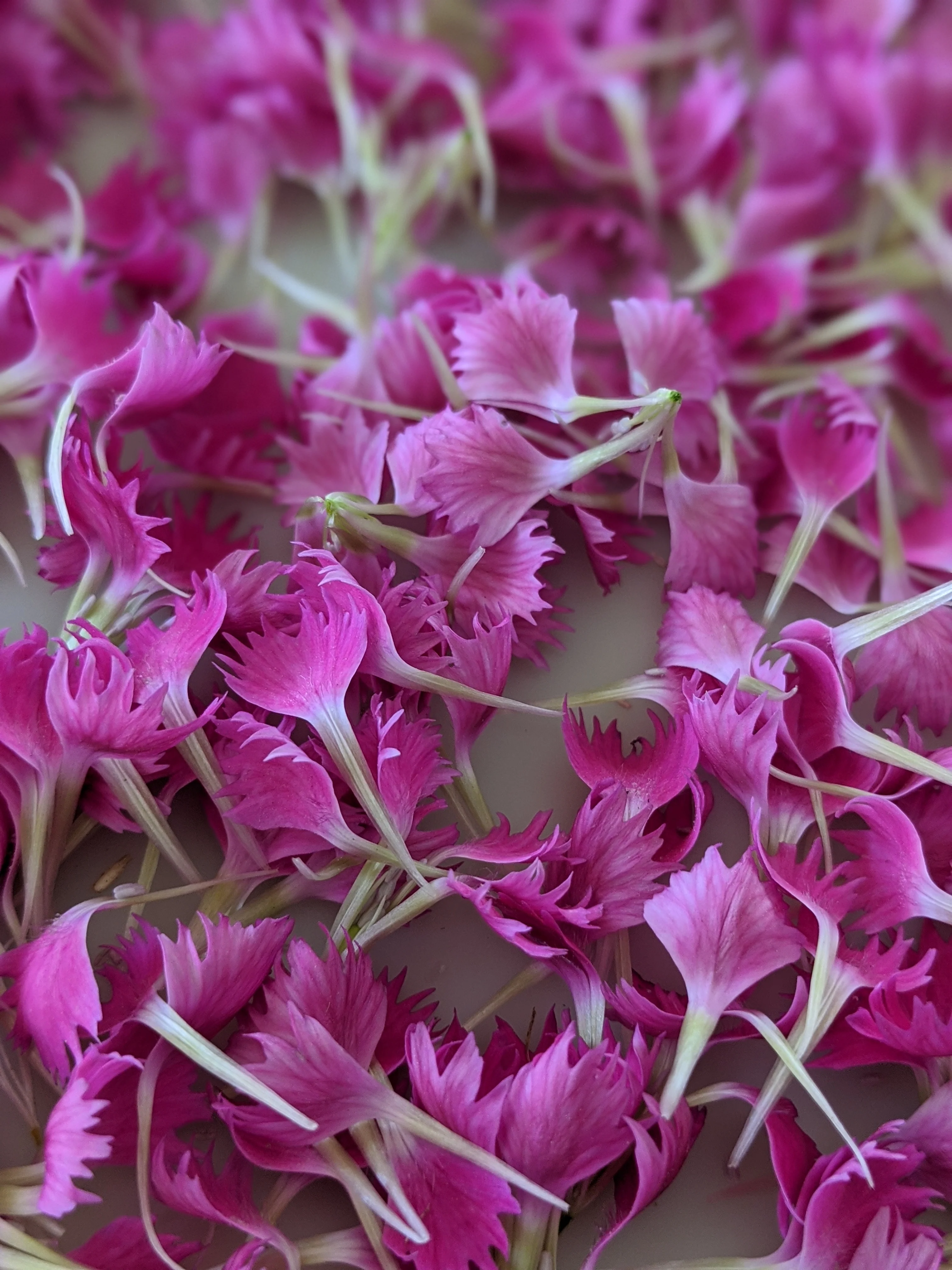 Carnation Enfleurage. - Image 12