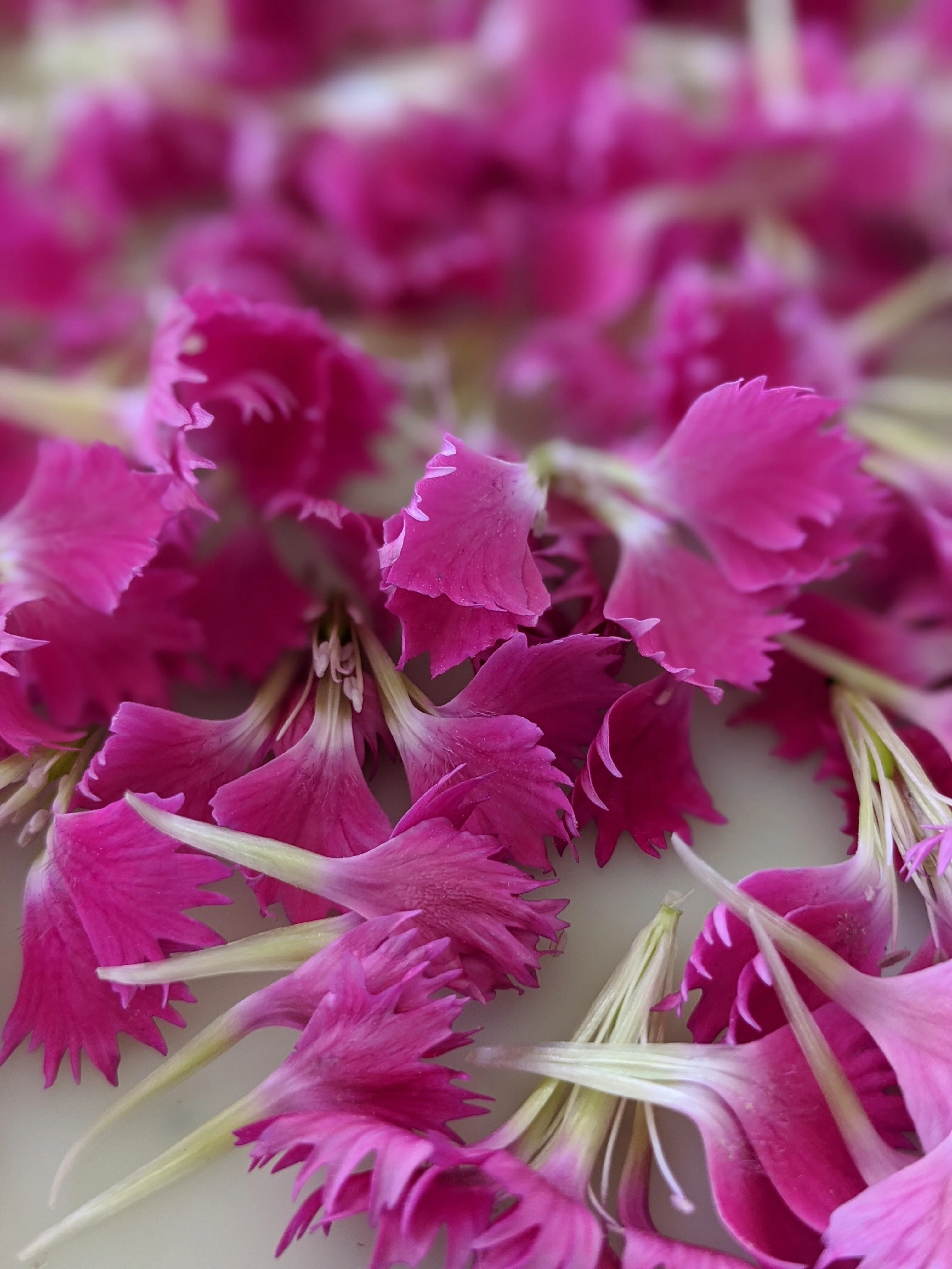 Carnation Enfleurage. - Image 15