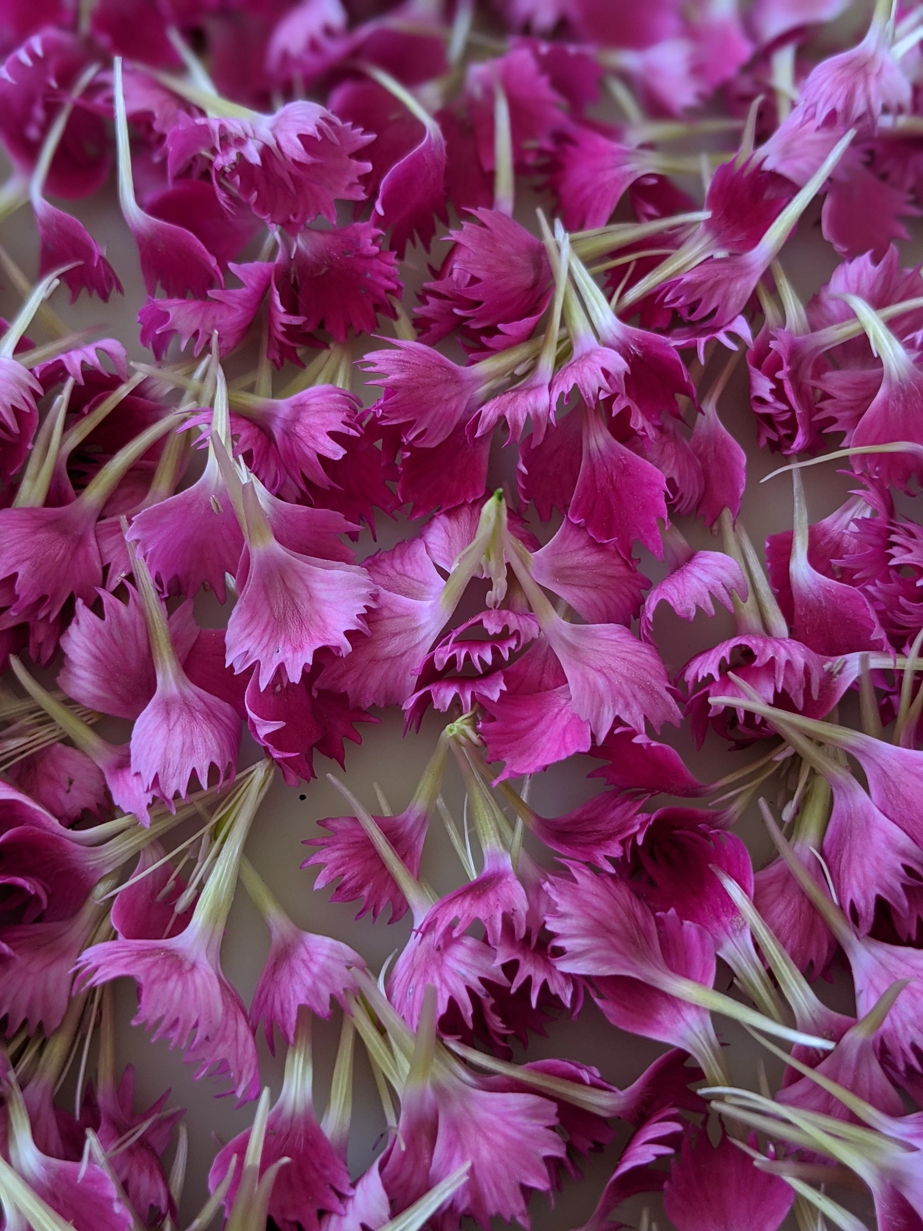 Carnation Enfleurage. - Image 3