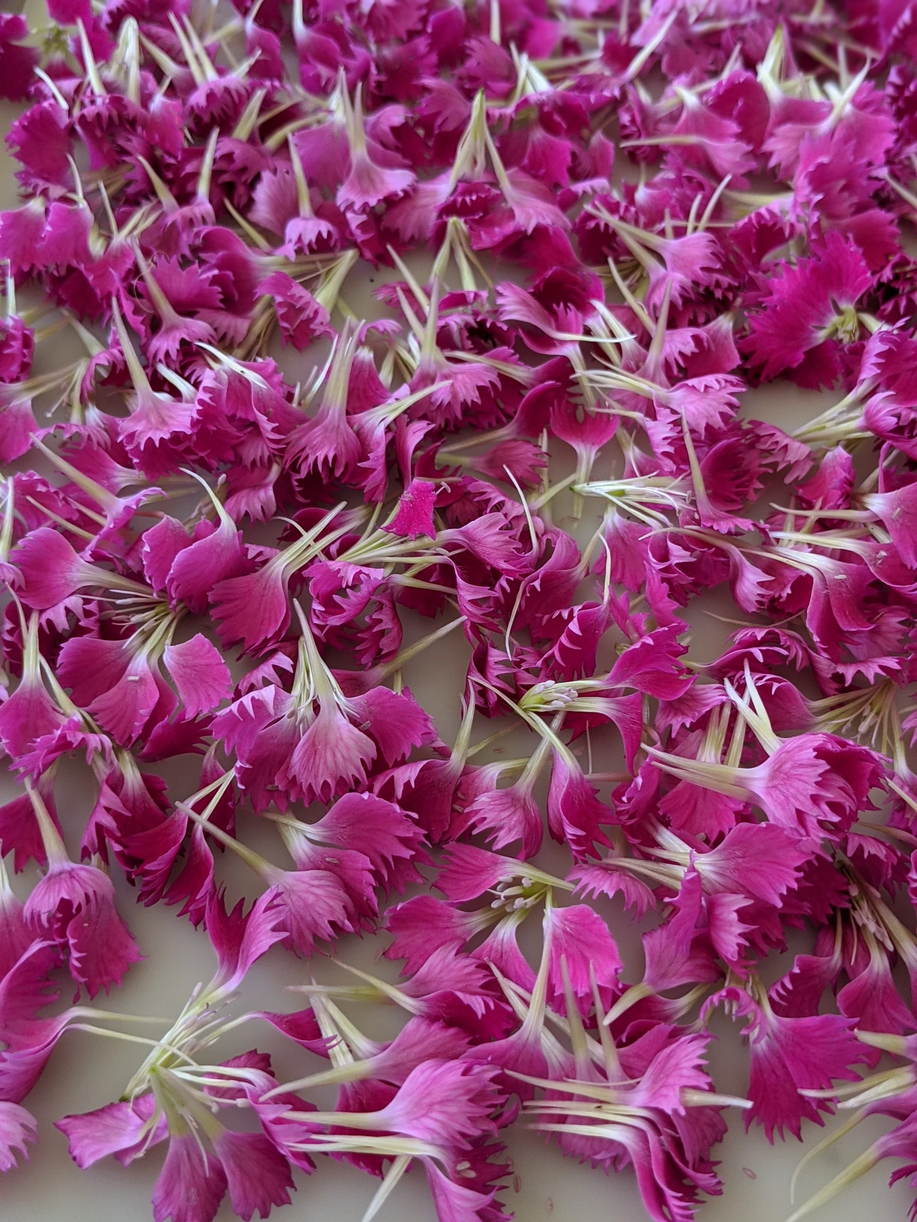 Carnation Enfleurage. - Image 5