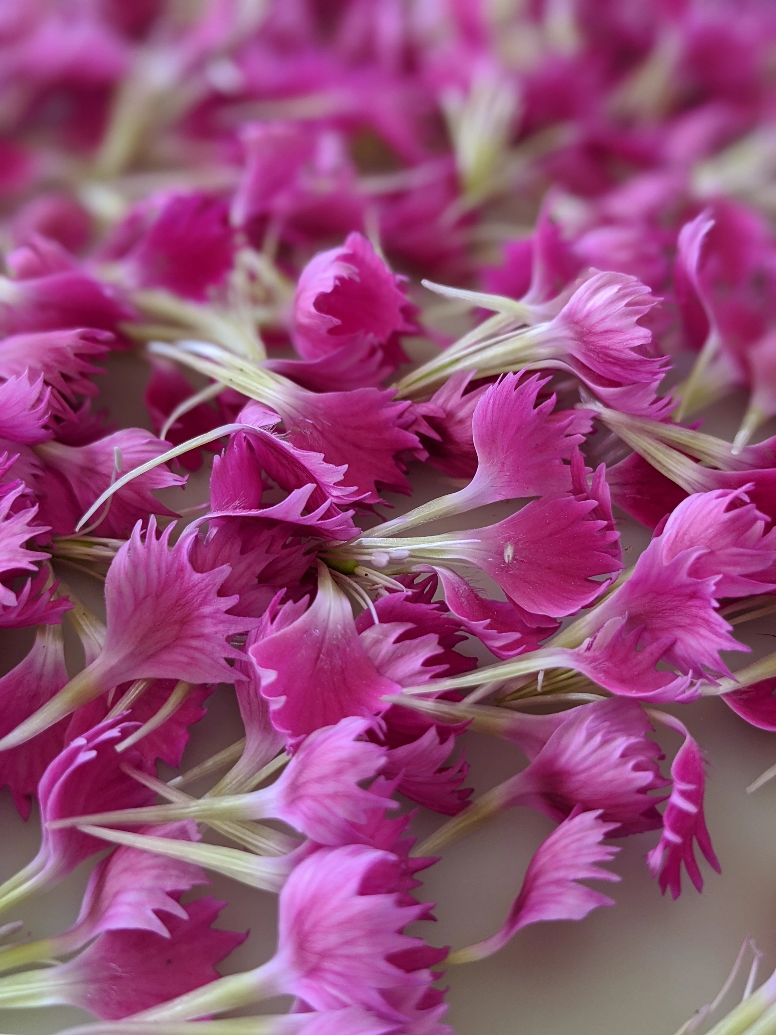 Carnation Enfleurage. - Image 7