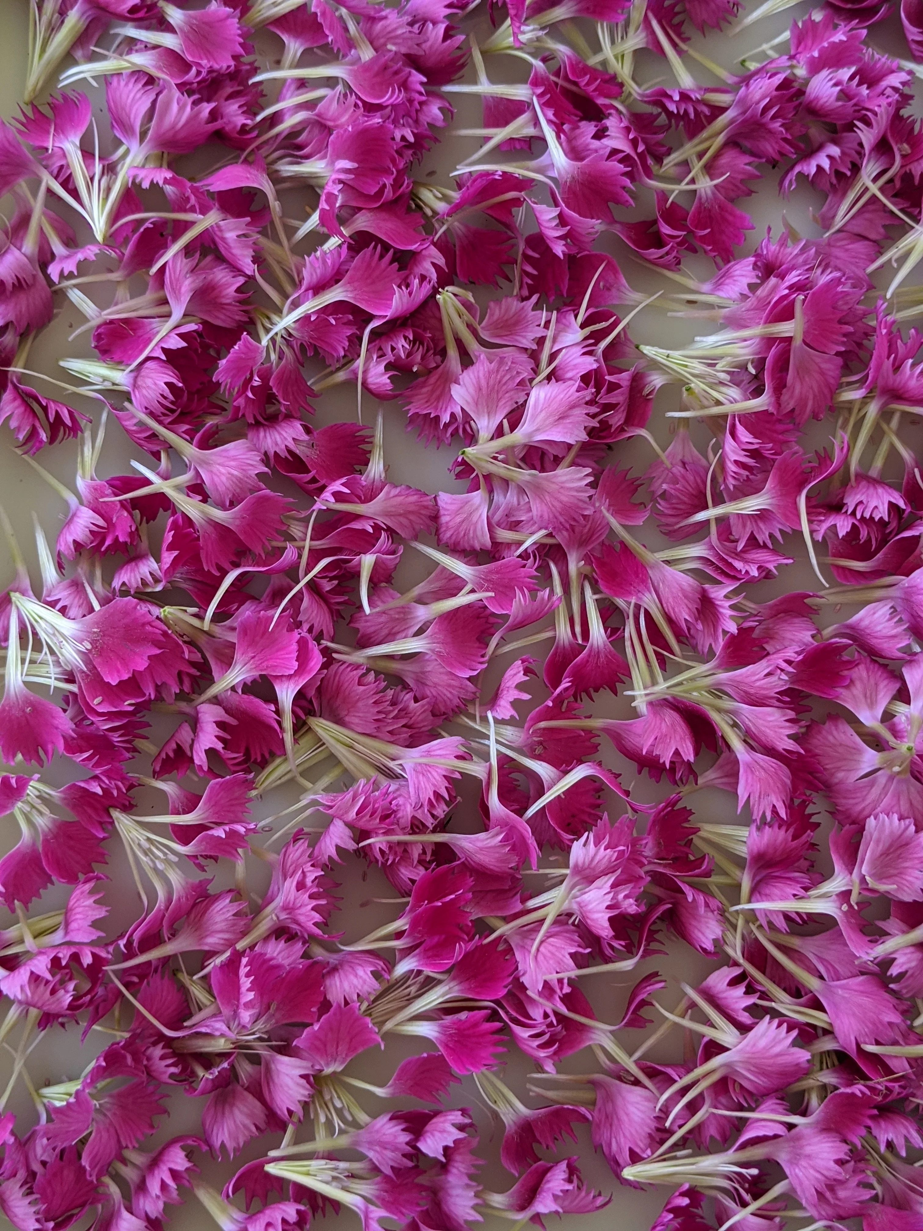 Carnation Enfleurage. - Image 8