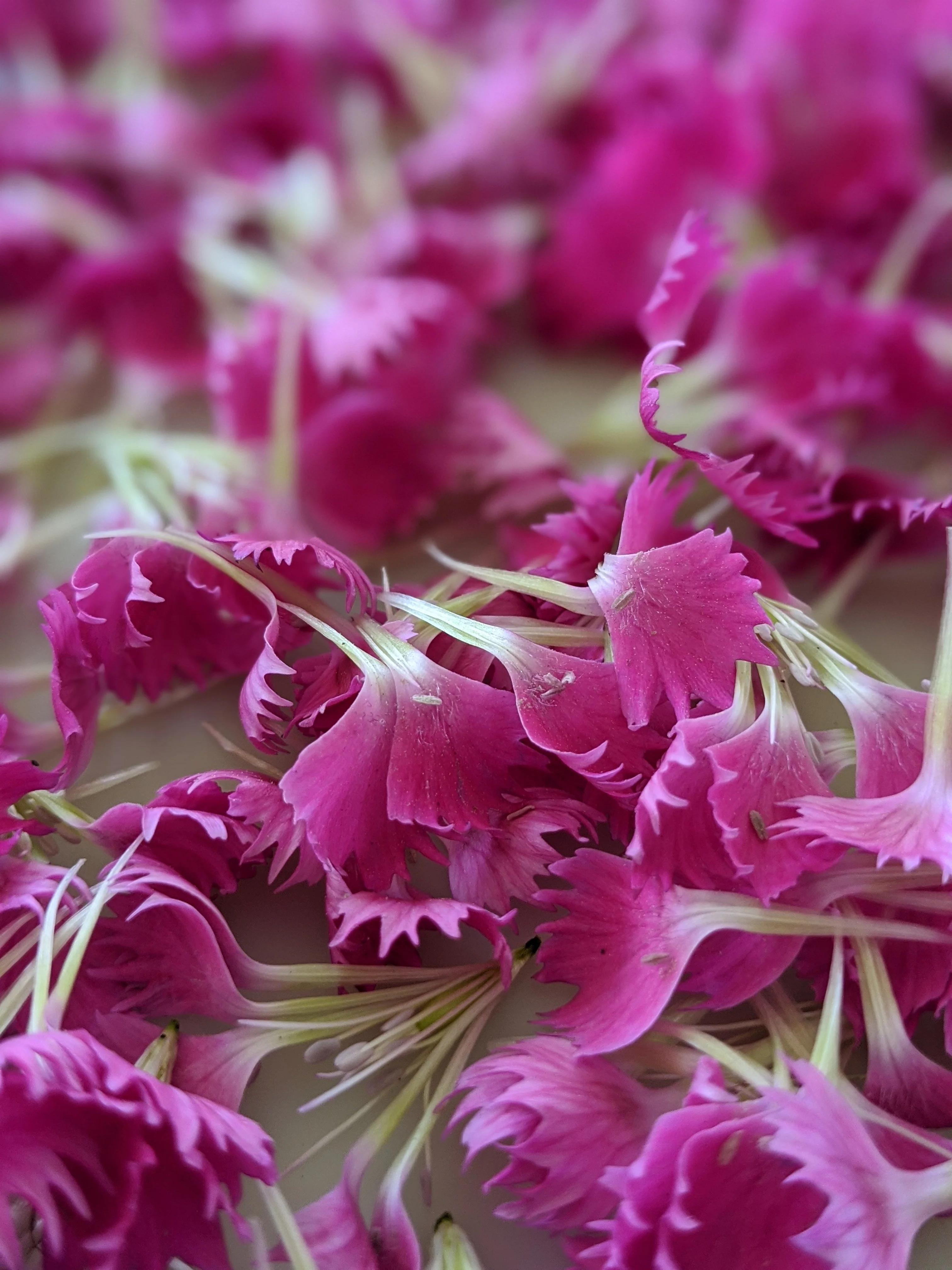 Carnation Enfleurage. - Image 9