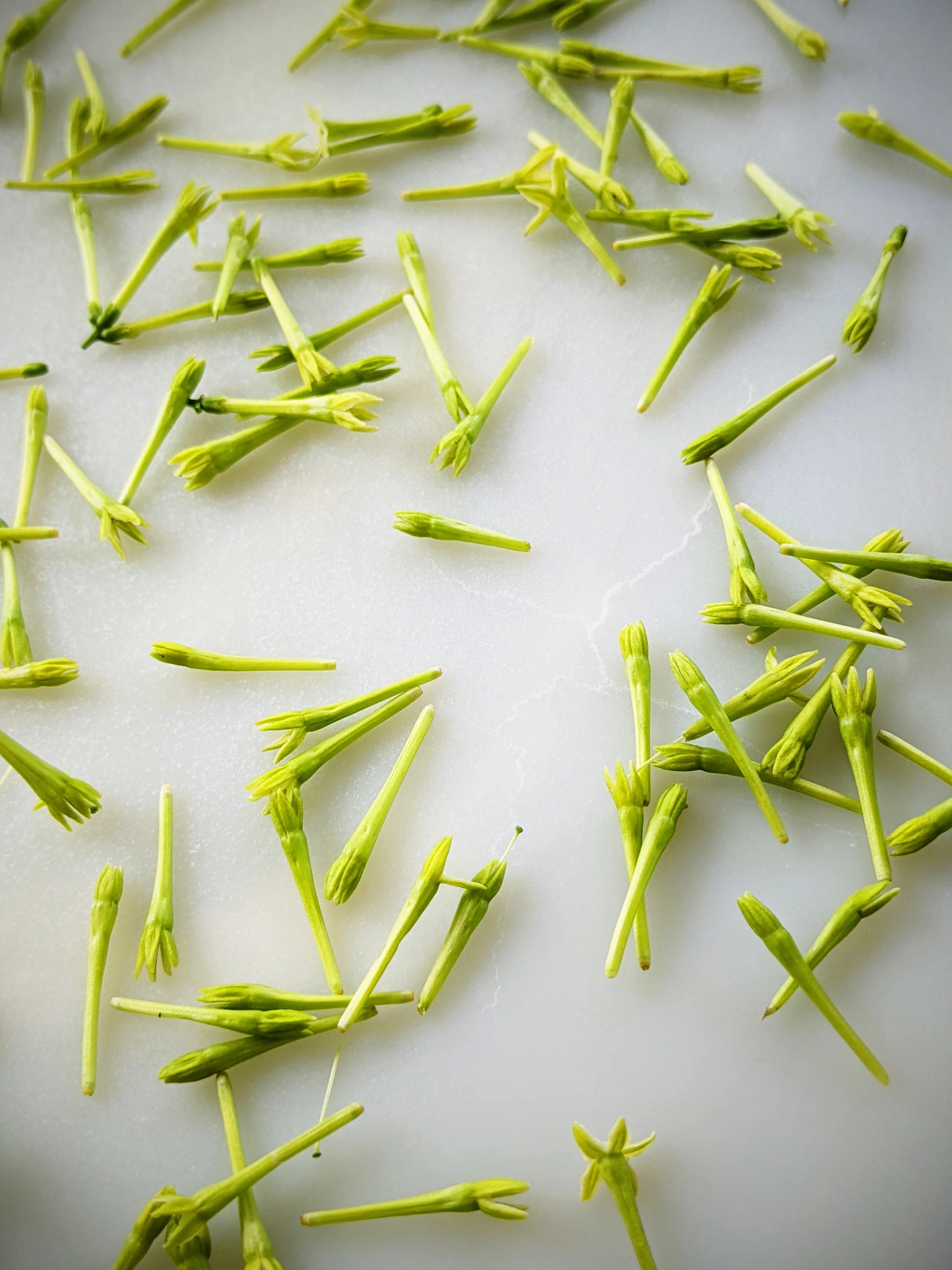 Cestrum Nocturnum Enfleurage (night blooming jasmine). Rare. Vernix on décolletage, a cherry dirge, honeysuckle nectar, dark sweet compote, powder, heliotrope, Louisiana sidewalk - Image 5