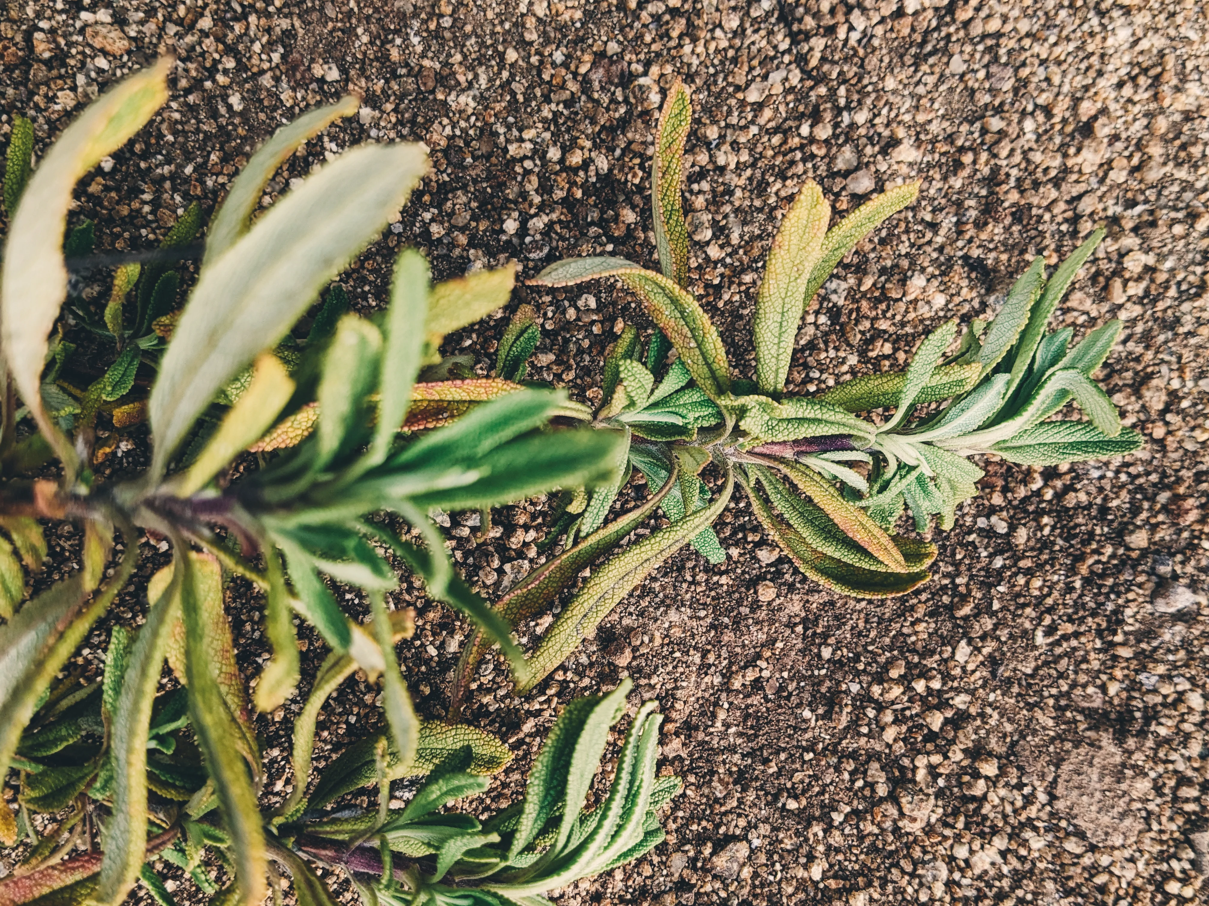 Limited Edition Crystal Chaparral Incense. Southern California Chaparral-Coastal Oak Woodlands Incense. Incense blend of wild De Luz botanicals. - Image 10