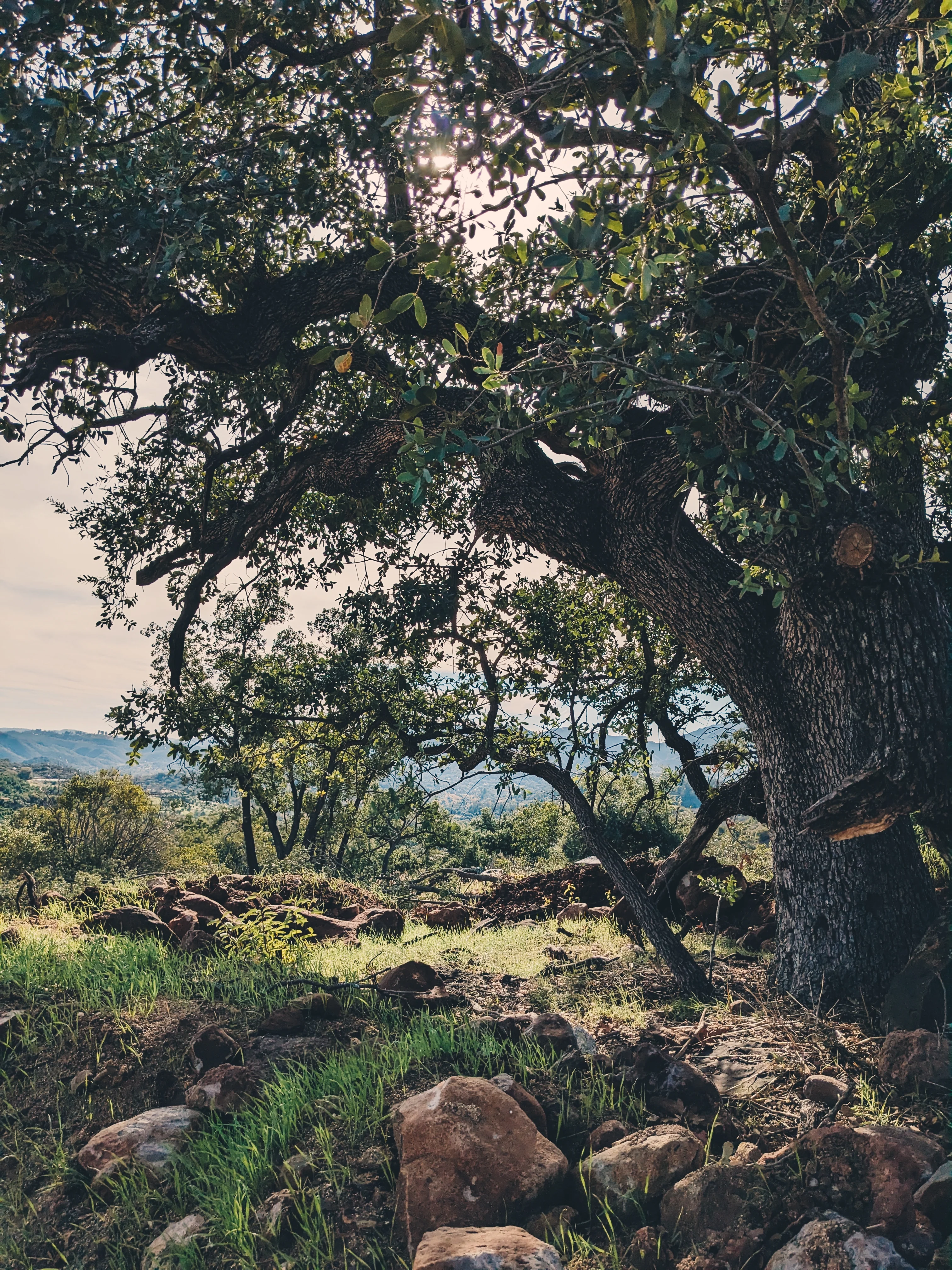 Limited Edition Crystal Chaparral Incense. Southern California Chaparral-Coastal Oak Woodlands Incense. Incense blend of wild De Luz botanicals. - Image 11