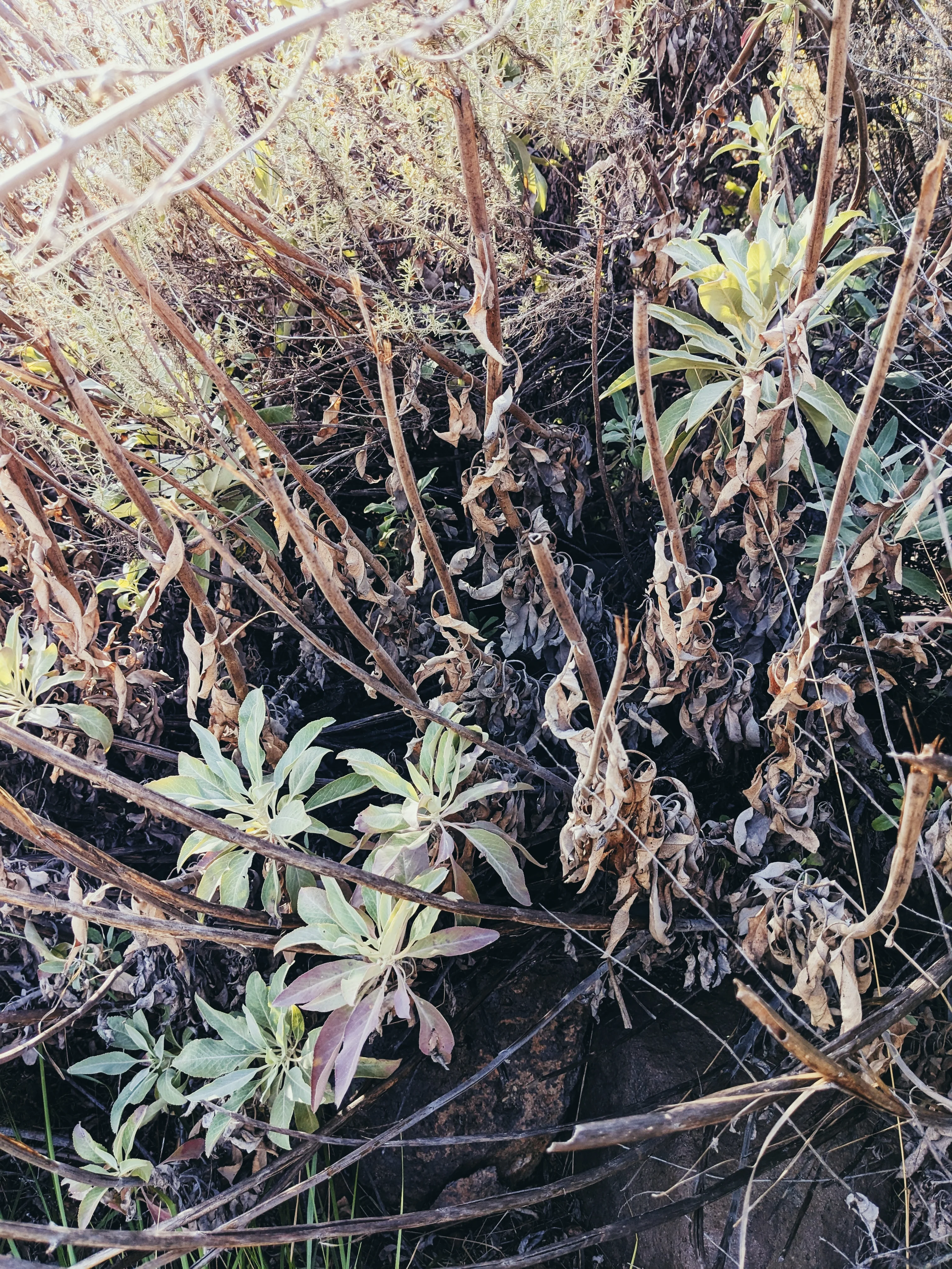 Limited Edition Crystal Chaparral Incense. Southern California Chaparral-Coastal Oak Woodlands Incense. Incense blend of wild De Luz botanicals. - Image 13