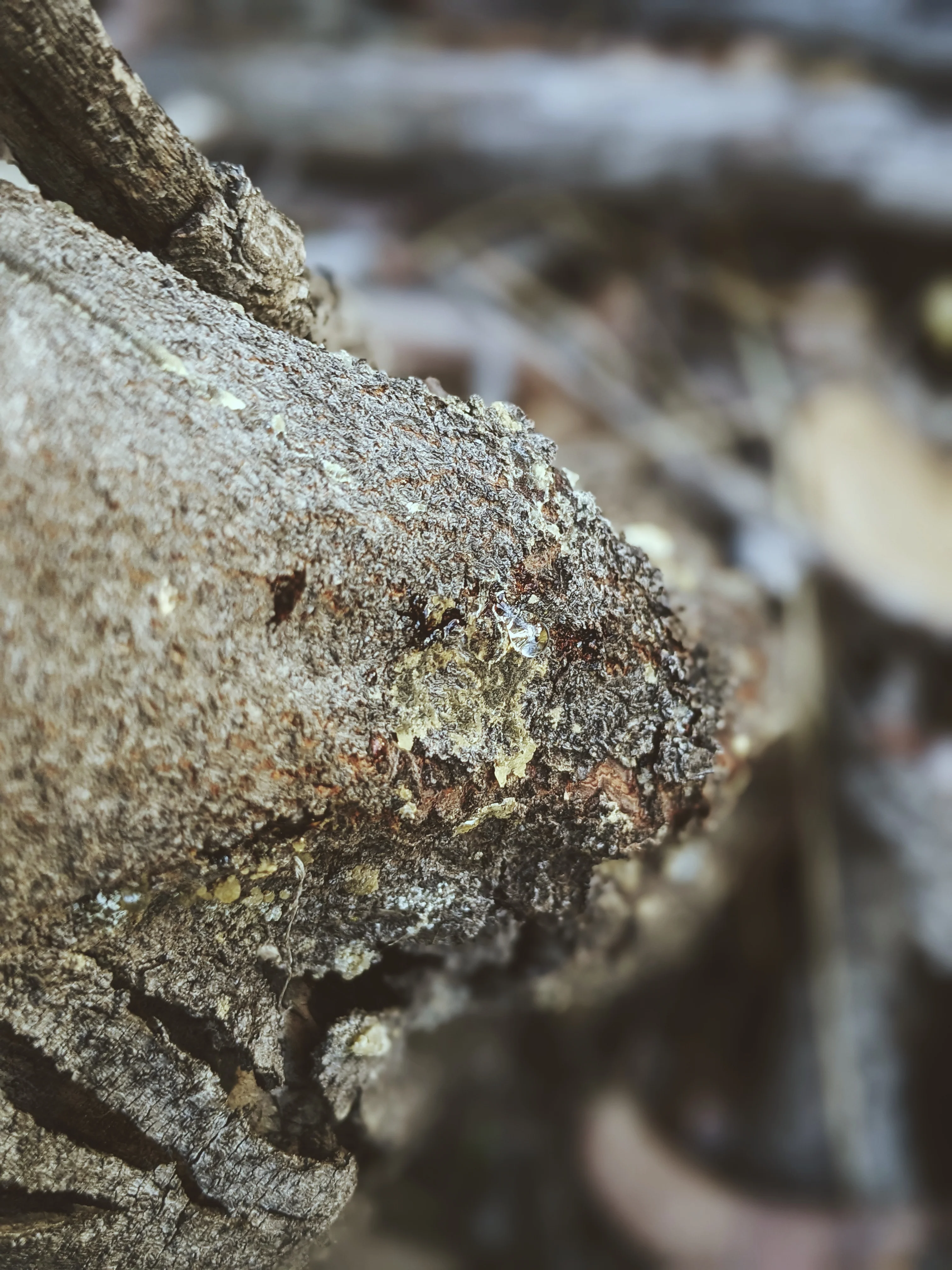 Limited Edition Crystal Chaparral Incense. Southern California Chaparral-Coastal Oak Woodlands Incense. Incense blend of wild De Luz botanicals. - Image 14
