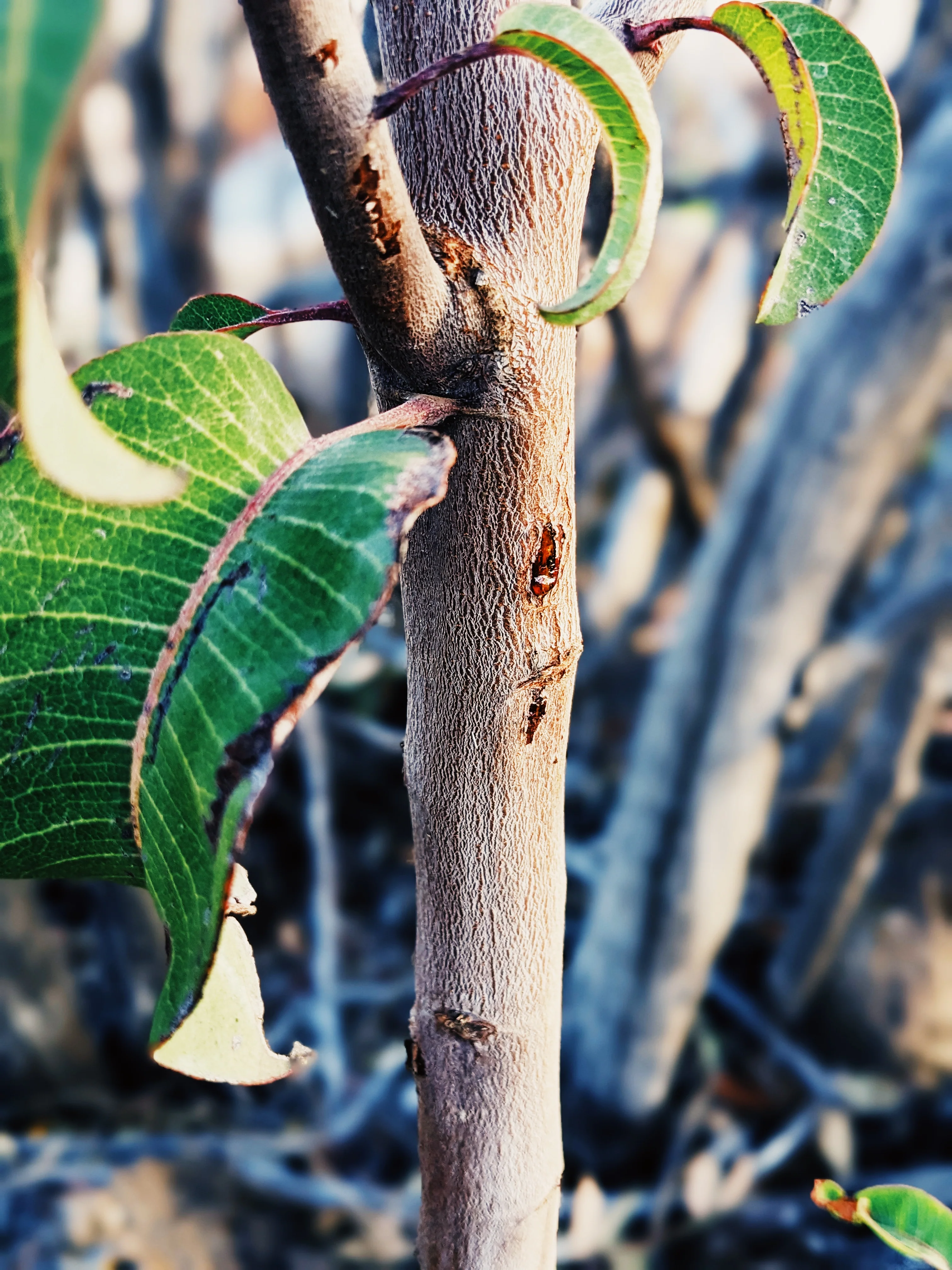 Limited Edition Crystal Chaparral Incense. Southern California Chaparral-Coastal Oak Woodlands Incense. Incense blend of wild De Luz botanicals. - Image 16