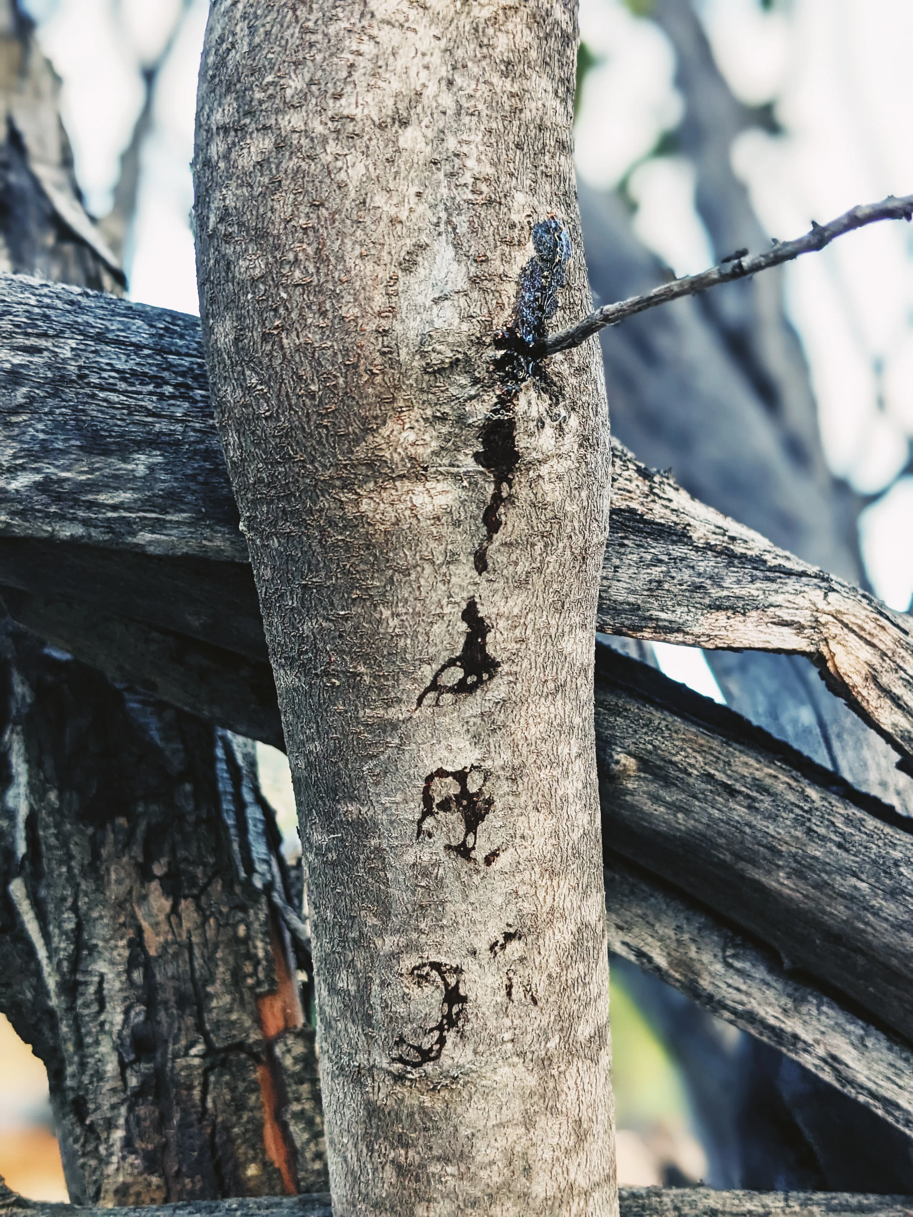 Limited Edition Crystal Chaparral Incense. Southern California Chaparral-Coastal Oak Woodlands Incense. Incense blend of wild De Luz botanicals. - Image 18