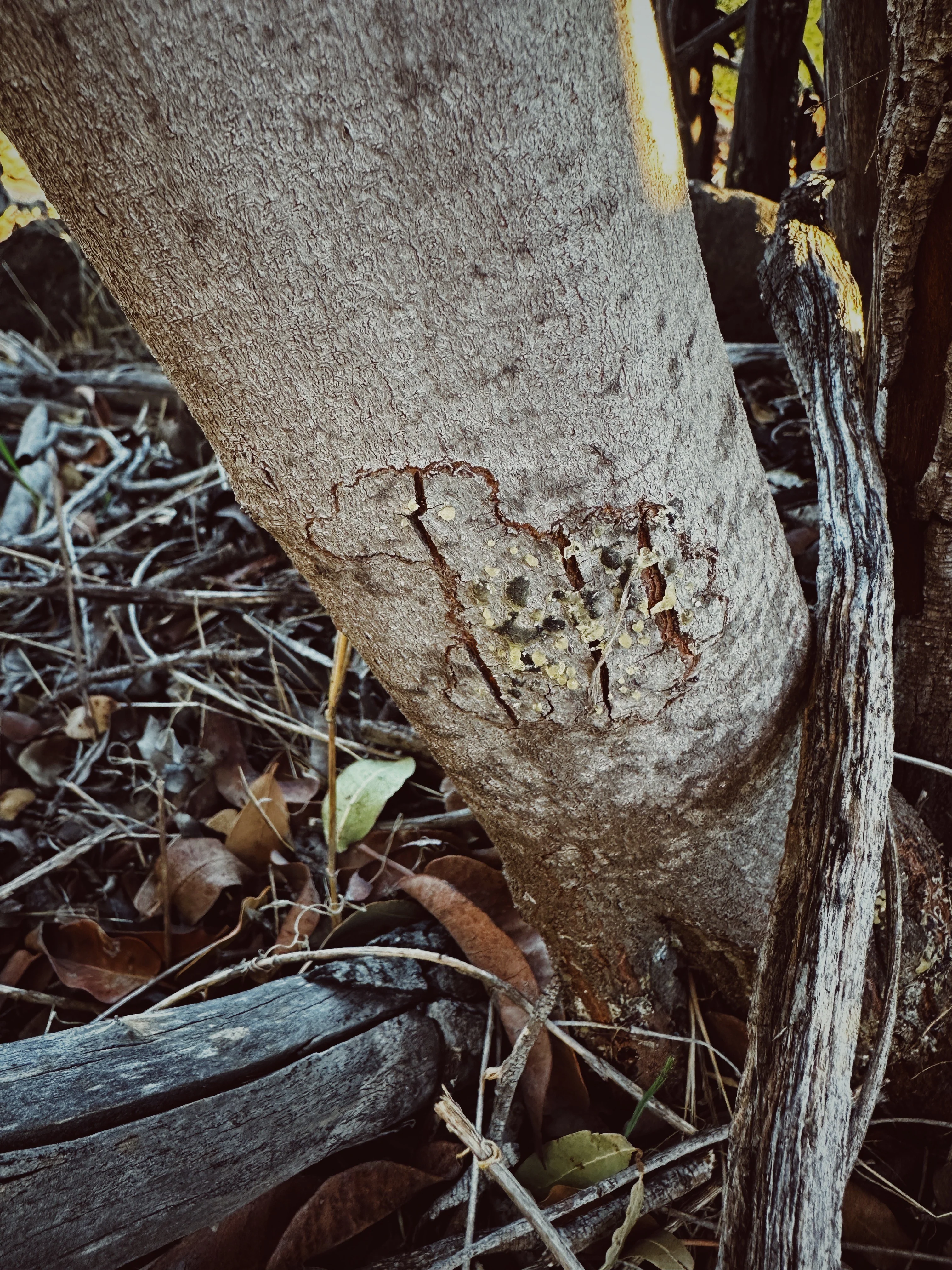 Limited Edition Crystal Chaparral Incense. Southern California Chaparral-Coastal Oak Woodlands Incense. Incense blend of wild De Luz botanicals. - Image 20