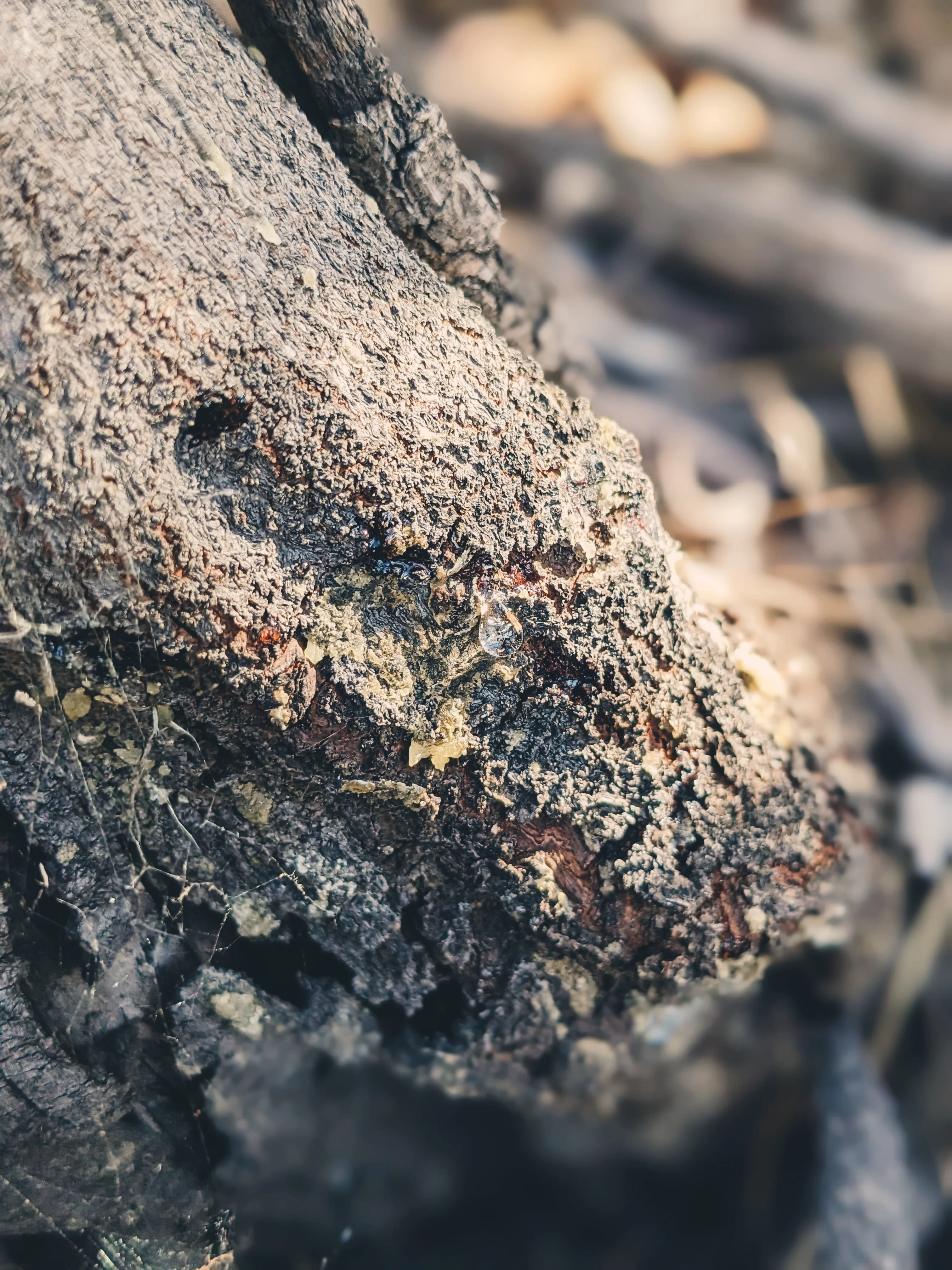 Limited Edition Crystal Chaparral Incense. Southern California Chaparral-Coastal Oak Woodlands Incense. Incense blend of wild De Luz botanicals. - Image 21