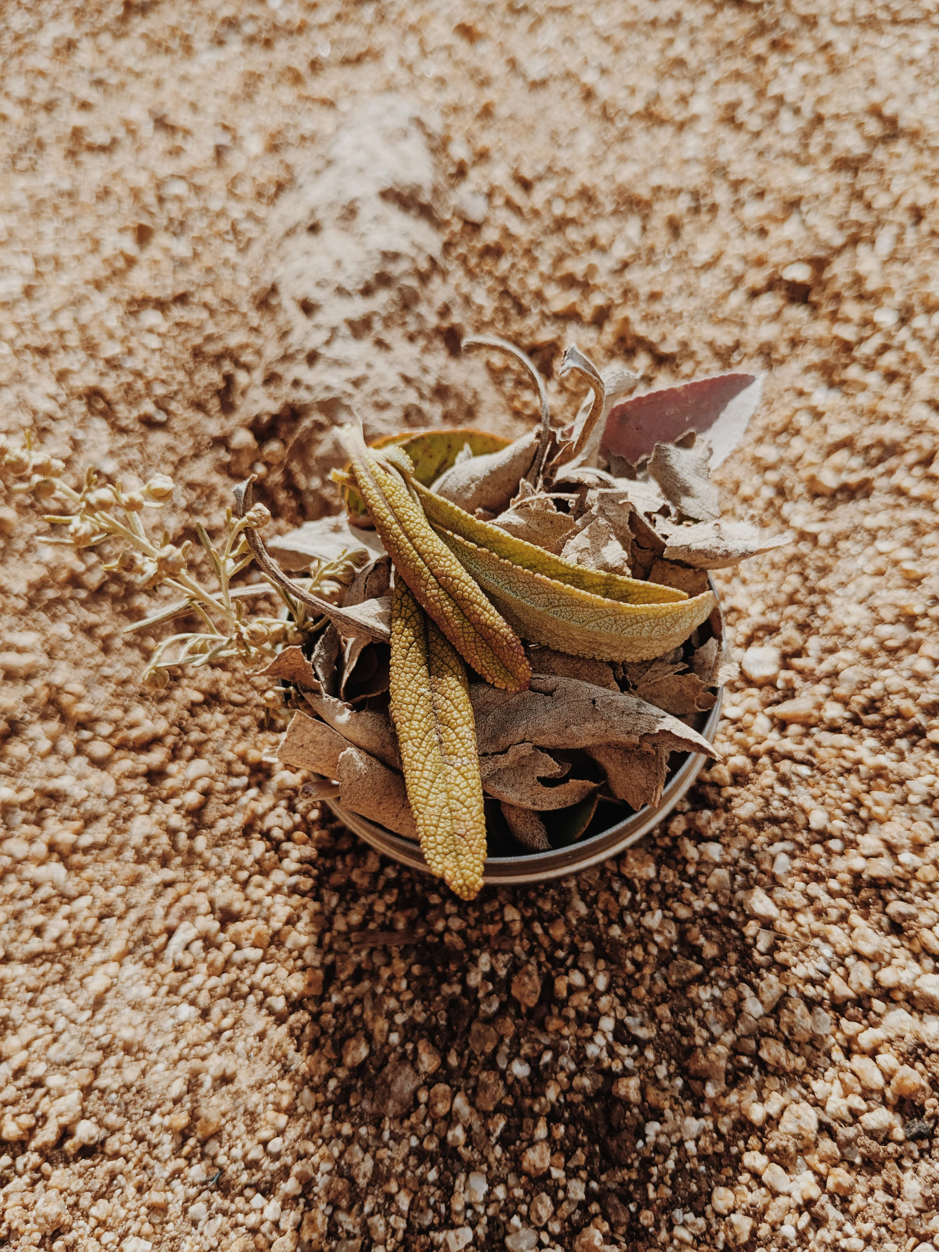 Limited Edition Crystal Chaparral Incense. Southern California Chaparral-Coastal Oak Woodlands Incense. Incense blend of wild De Luz botanicals. - Image 22