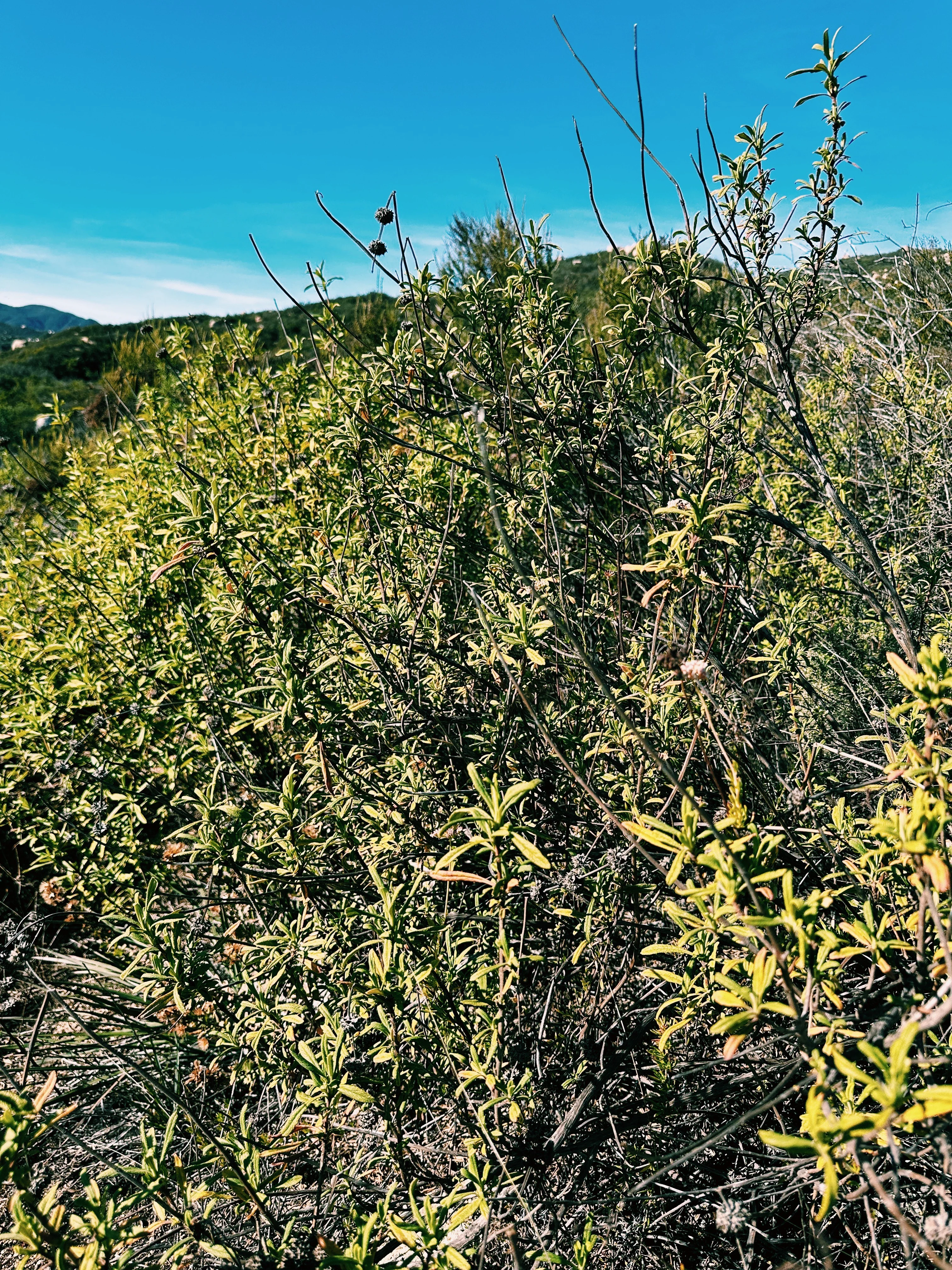 Limited Edition Crystal Chaparral Incense. Southern California Chaparral-Coastal Oak Woodlands Incense. Incense blend of wild De Luz botanicals. - Image 3