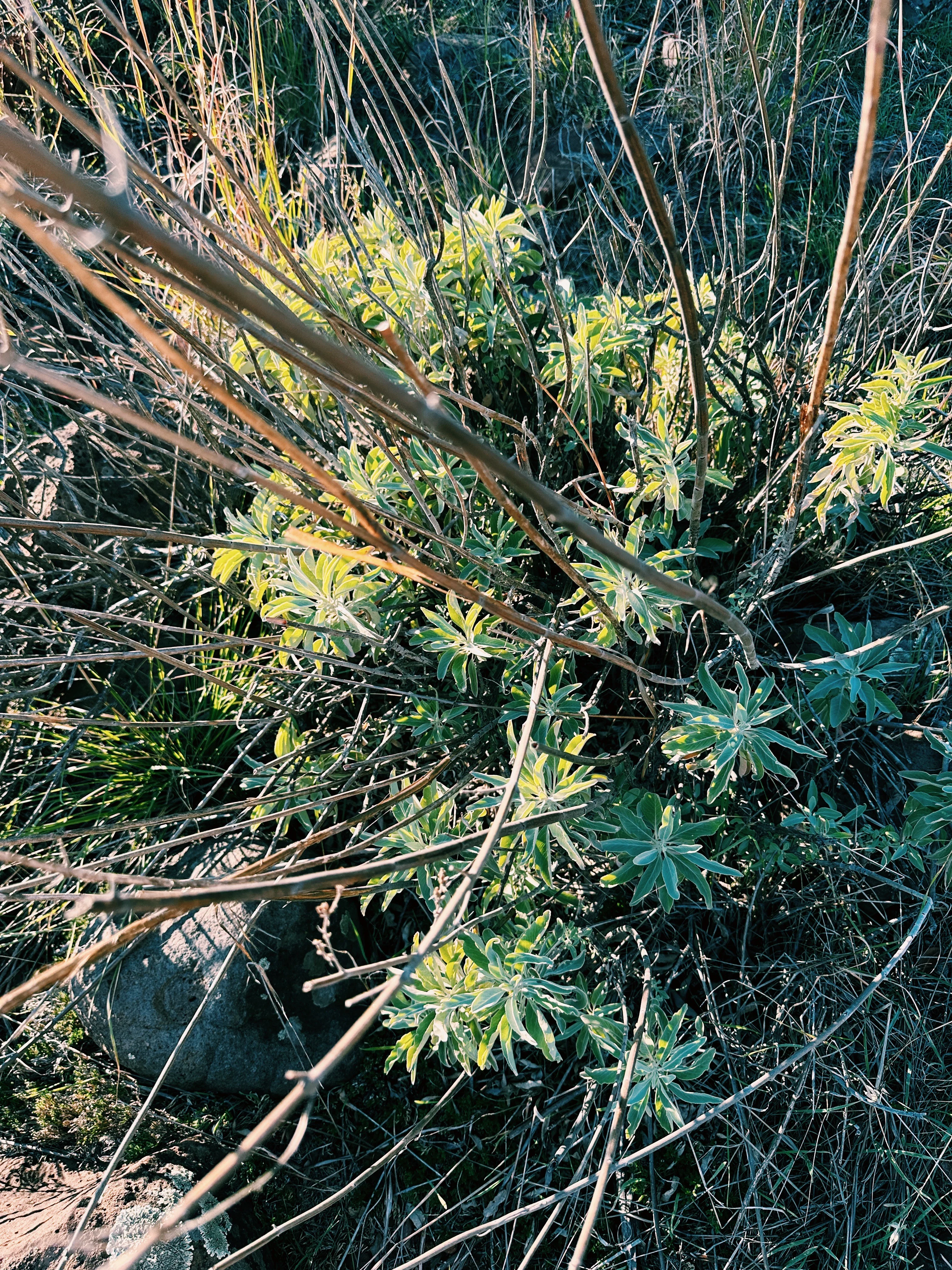 Limited Edition Crystal Chaparral Incense. Southern California Chaparral-Coastal Oak Woodlands Incense. Incense blend of wild De Luz botanicals. - Image 4
