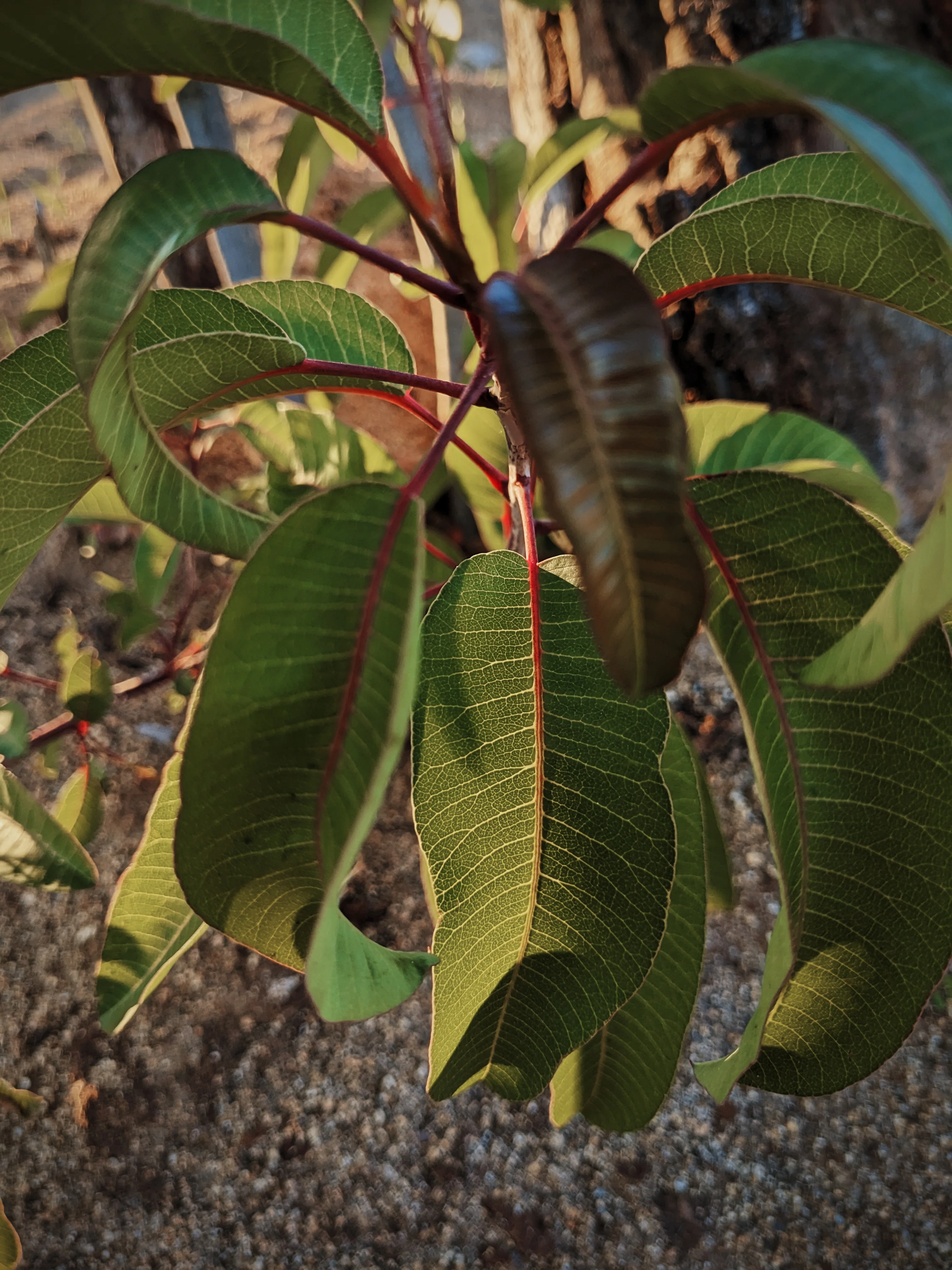 Limited Edition Crystal Chaparral Incense. Southern California Chaparral-Coastal Oak Woodlands Incense. Incense blend of wild De Luz botanicals. - Image 5
