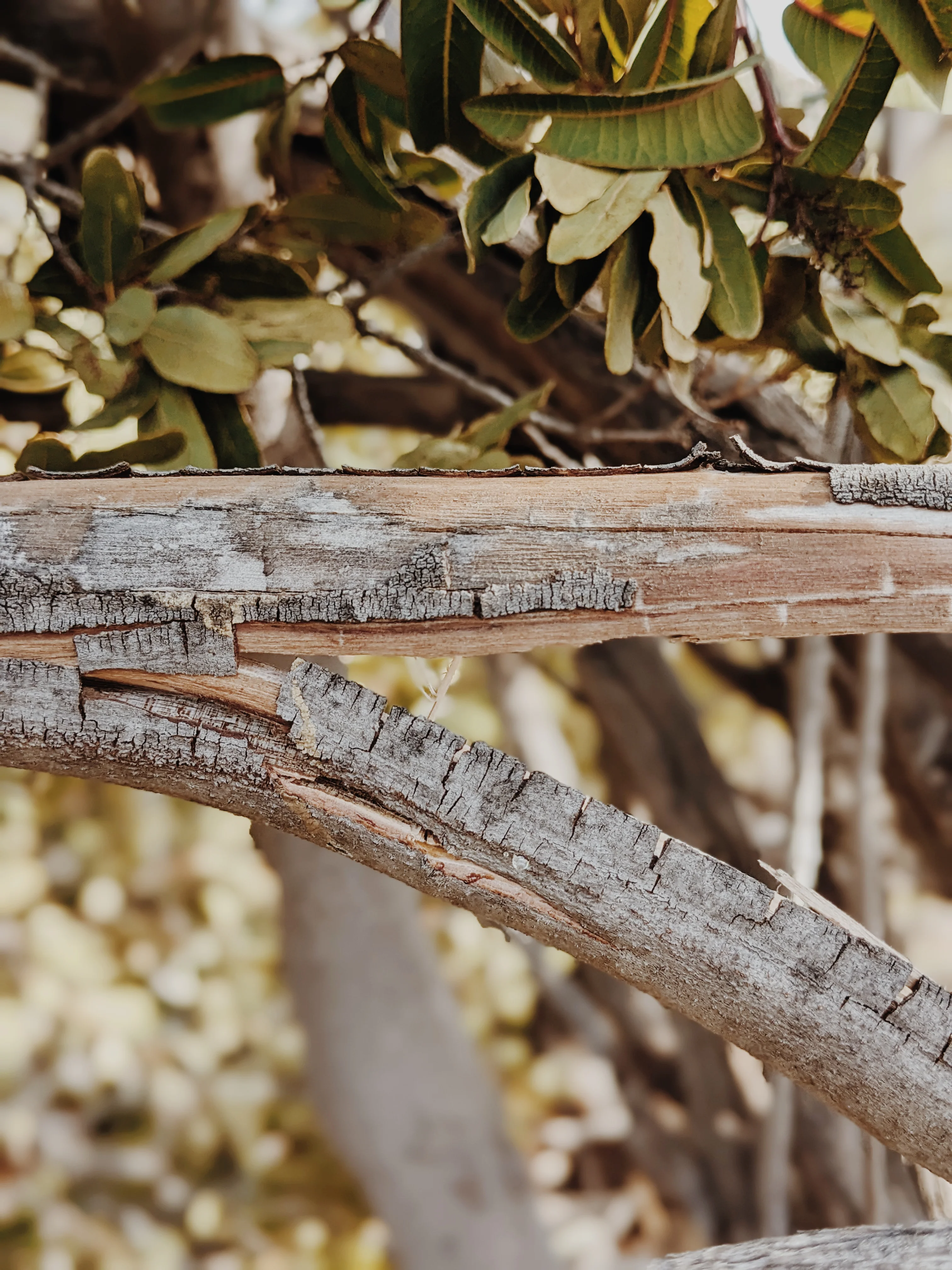 Limited Edition Crystal Chaparral Incense. Southern California Chaparral-Coastal Oak Woodlands Incense. Incense blend of wild De Luz botanicals. - Image 6