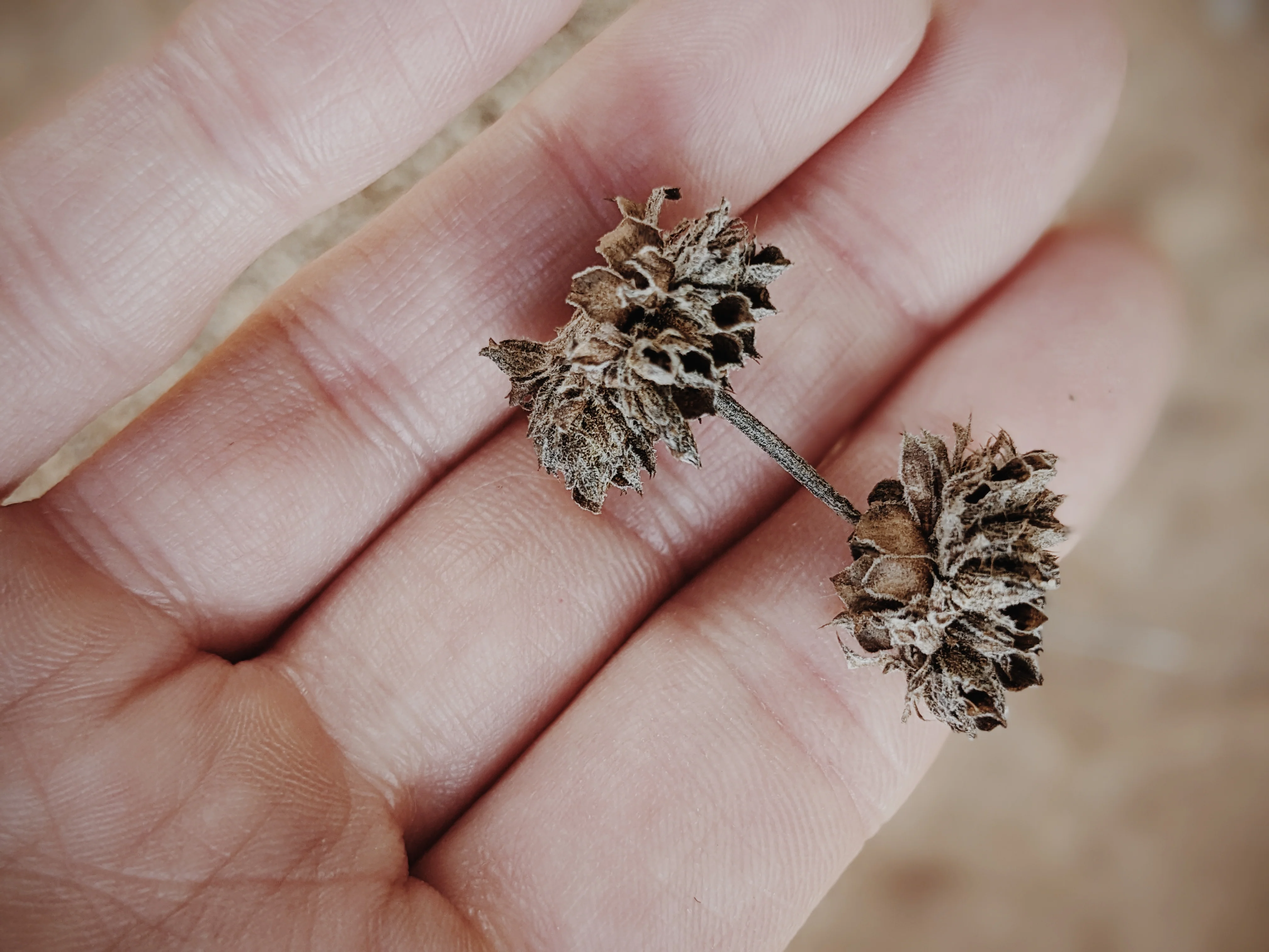 Limited Edition Crystal Chaparral Incense. Southern California Chaparral-Coastal Oak Woodlands Incense. Incense blend of wild De Luz botanicals. - Image 7