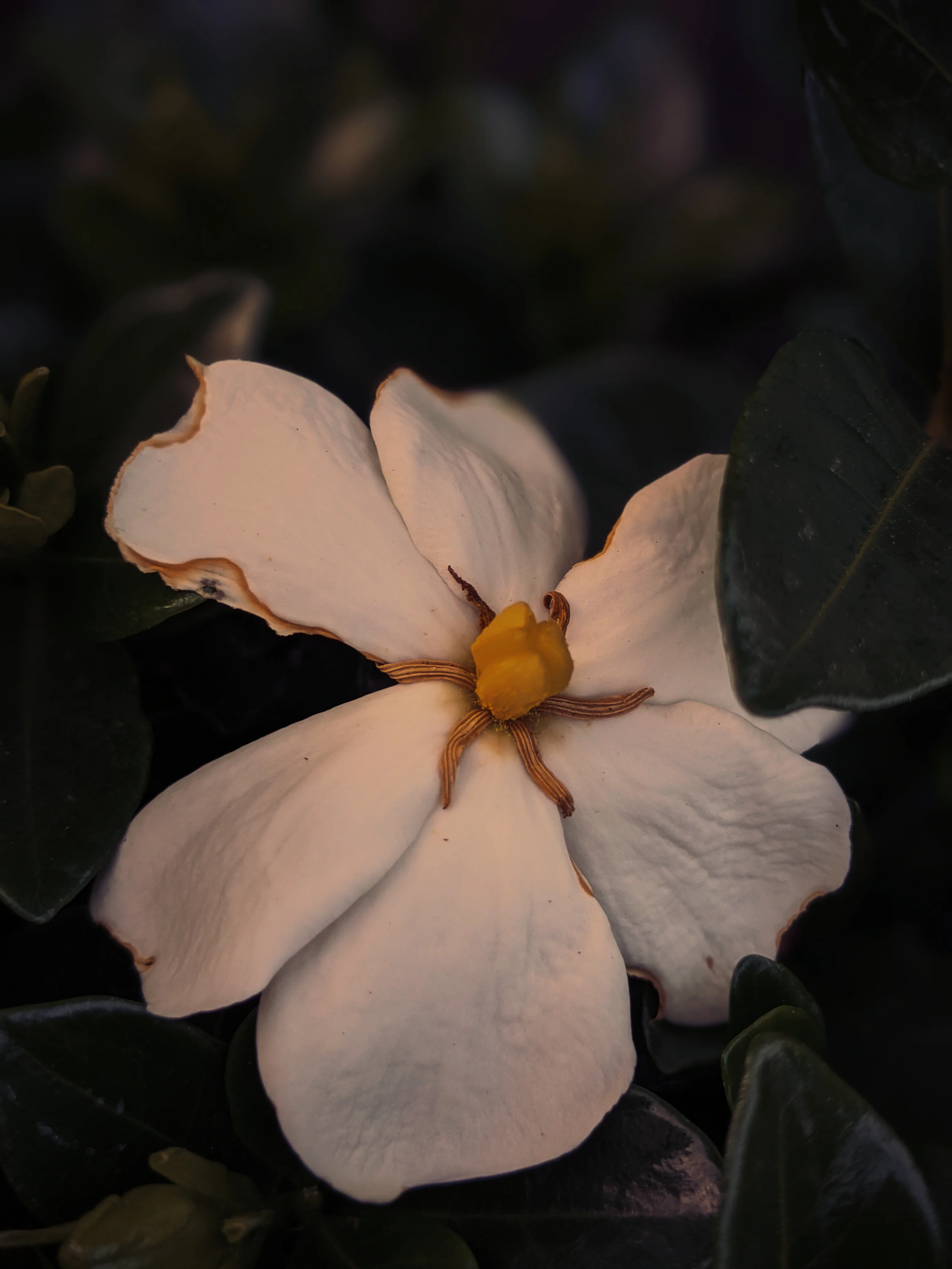 Gardenia and Civet Enfleurage. - Image 3