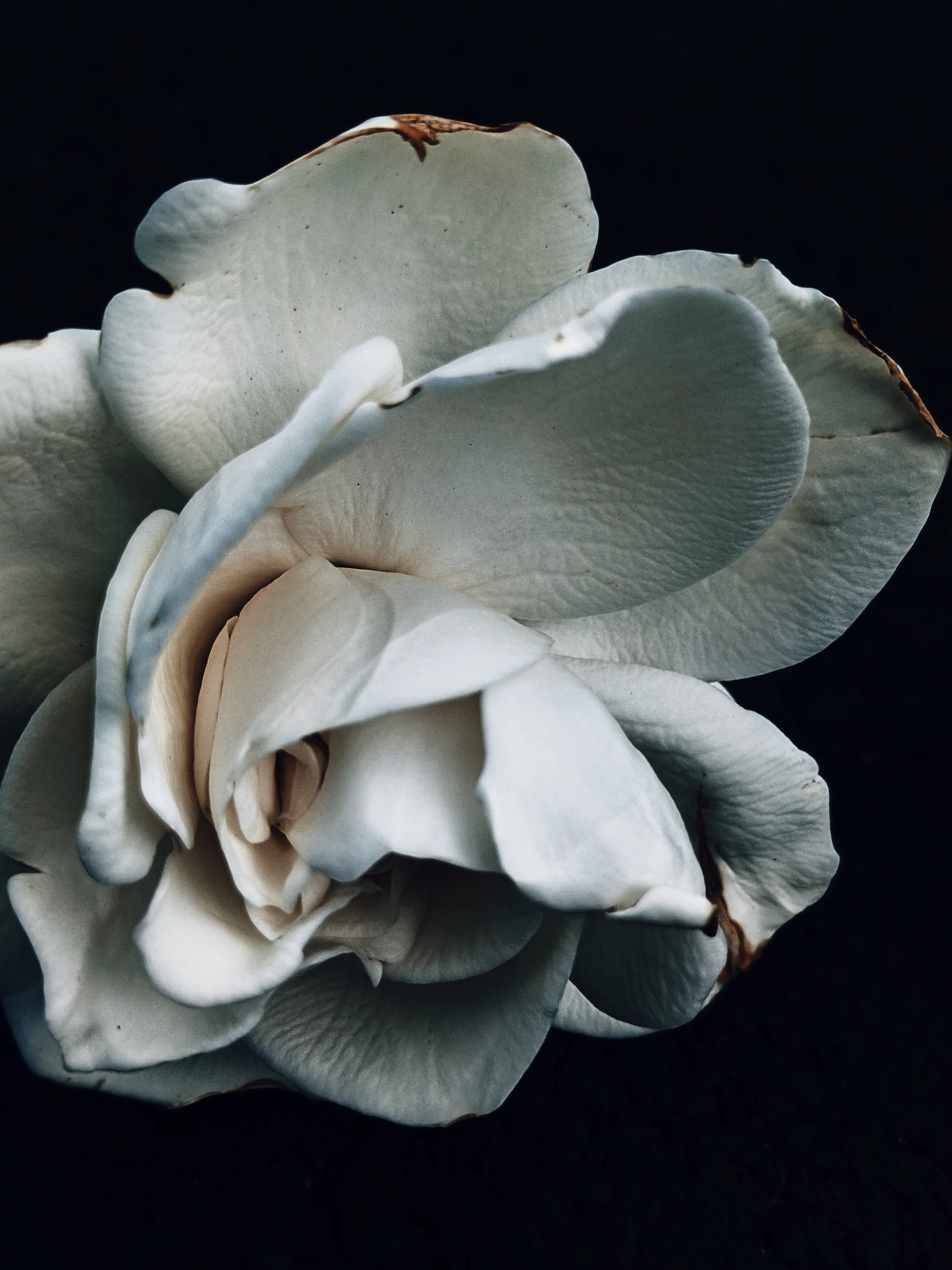 Gardenia and Civet Enfleurage. - Image 4