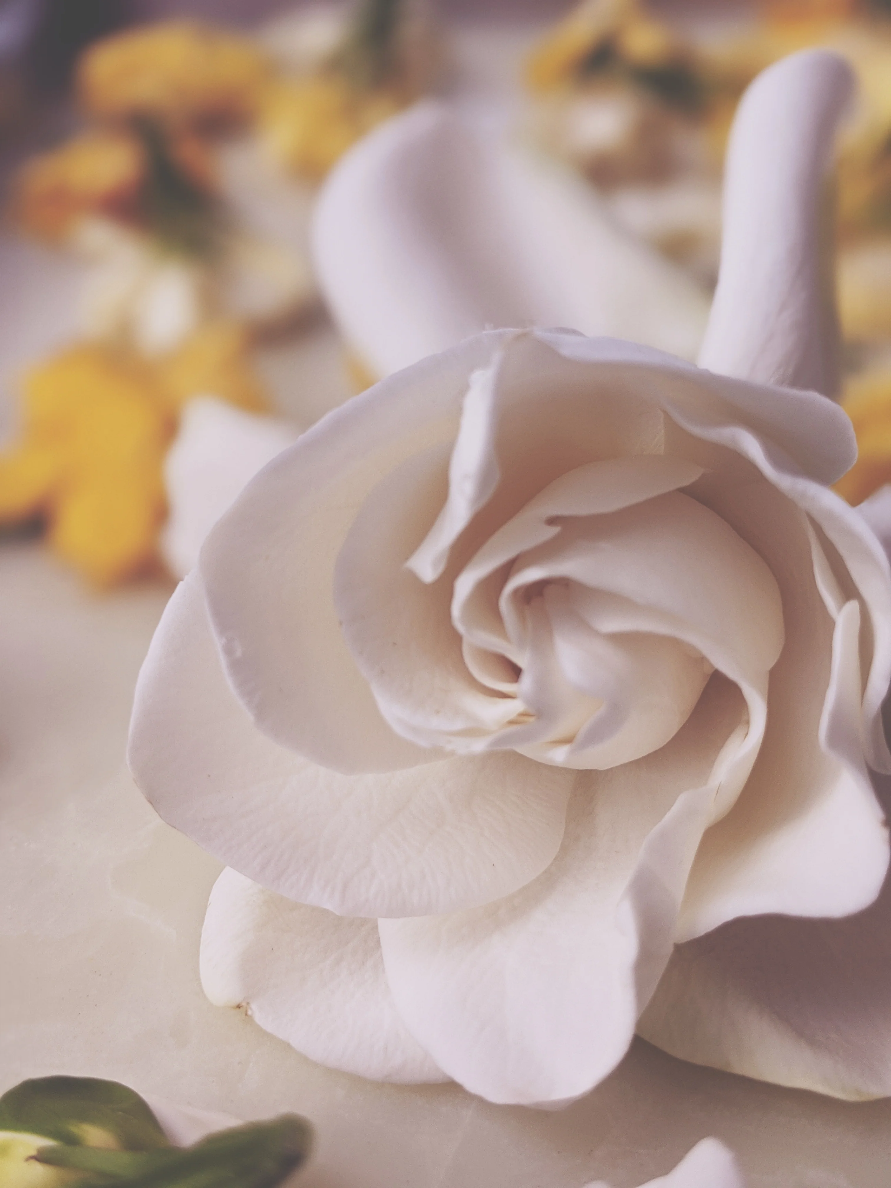 Gardenia and Civet Enfleurage. - Image 7