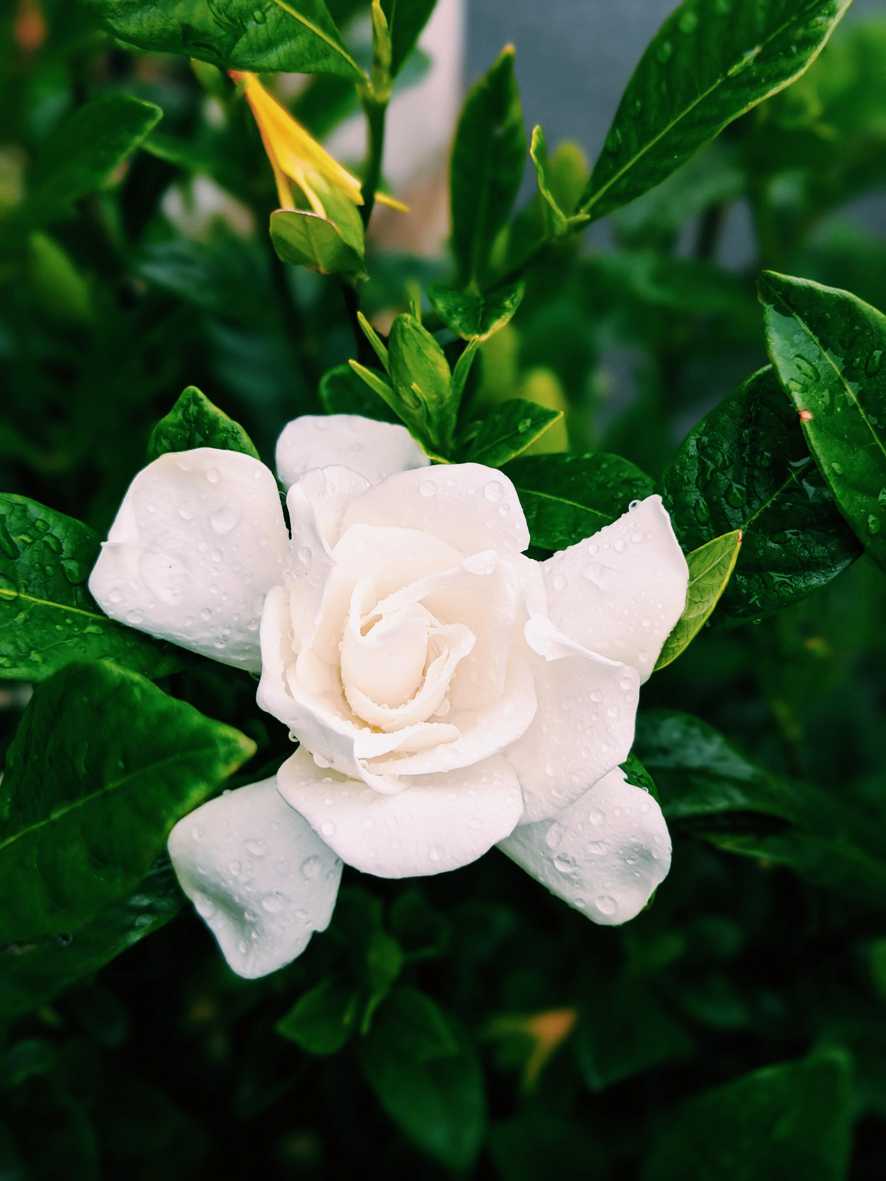 Gardenia and Civet Enfleurage. - Image 8