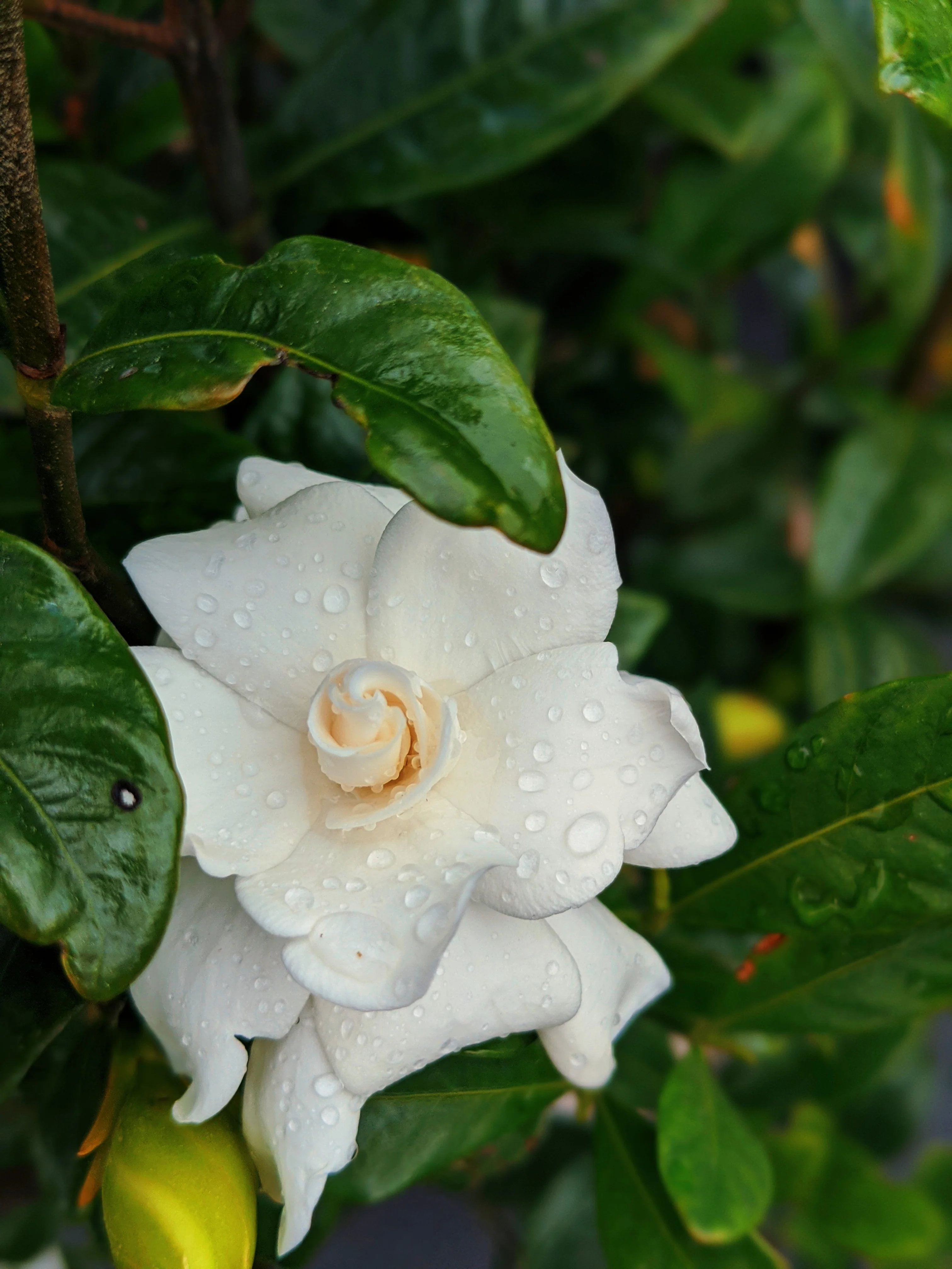 Gardenia and Civet Enfleurage. - Image 9