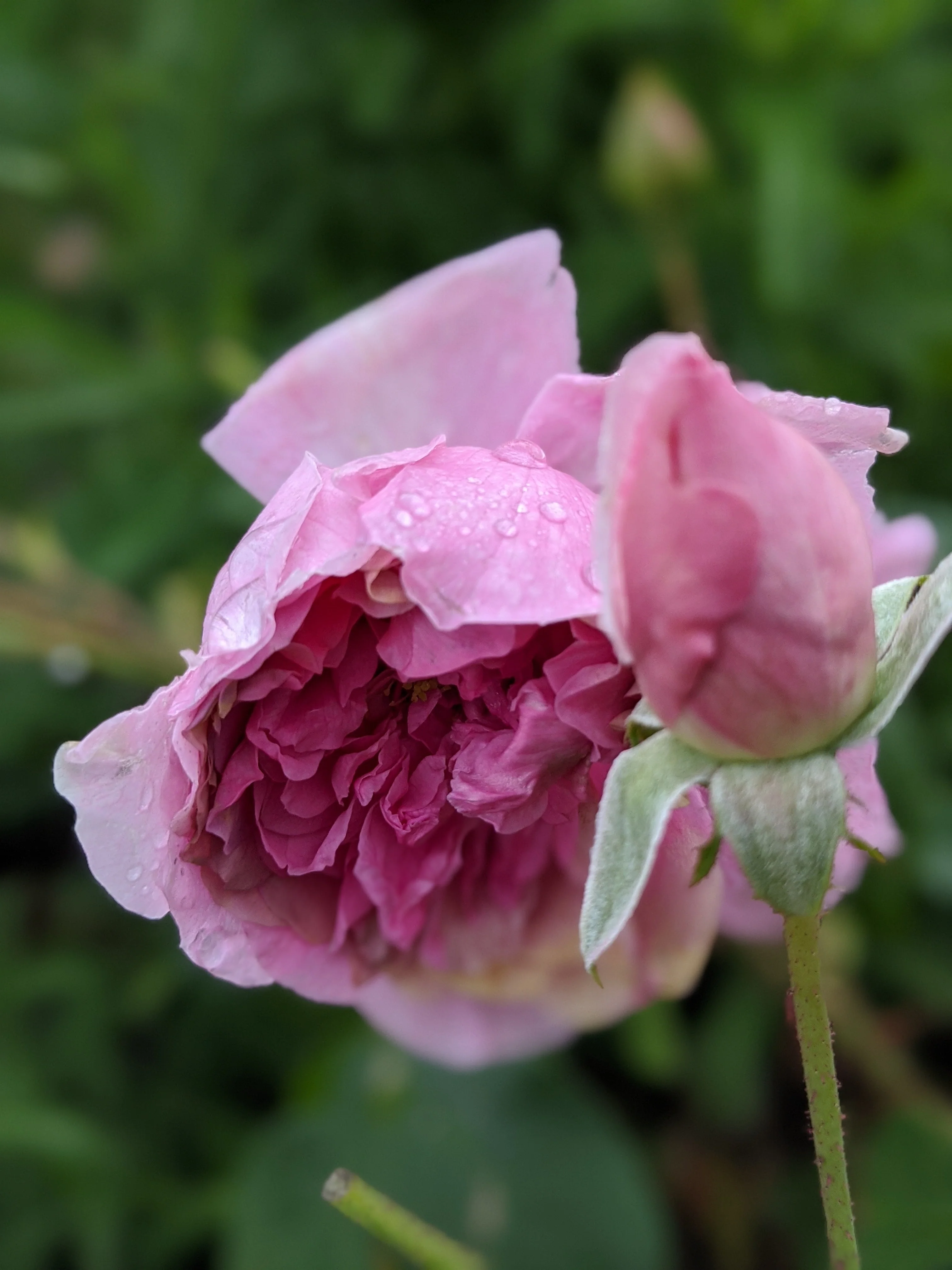 Damask Rose Enfleurage. - Image 10