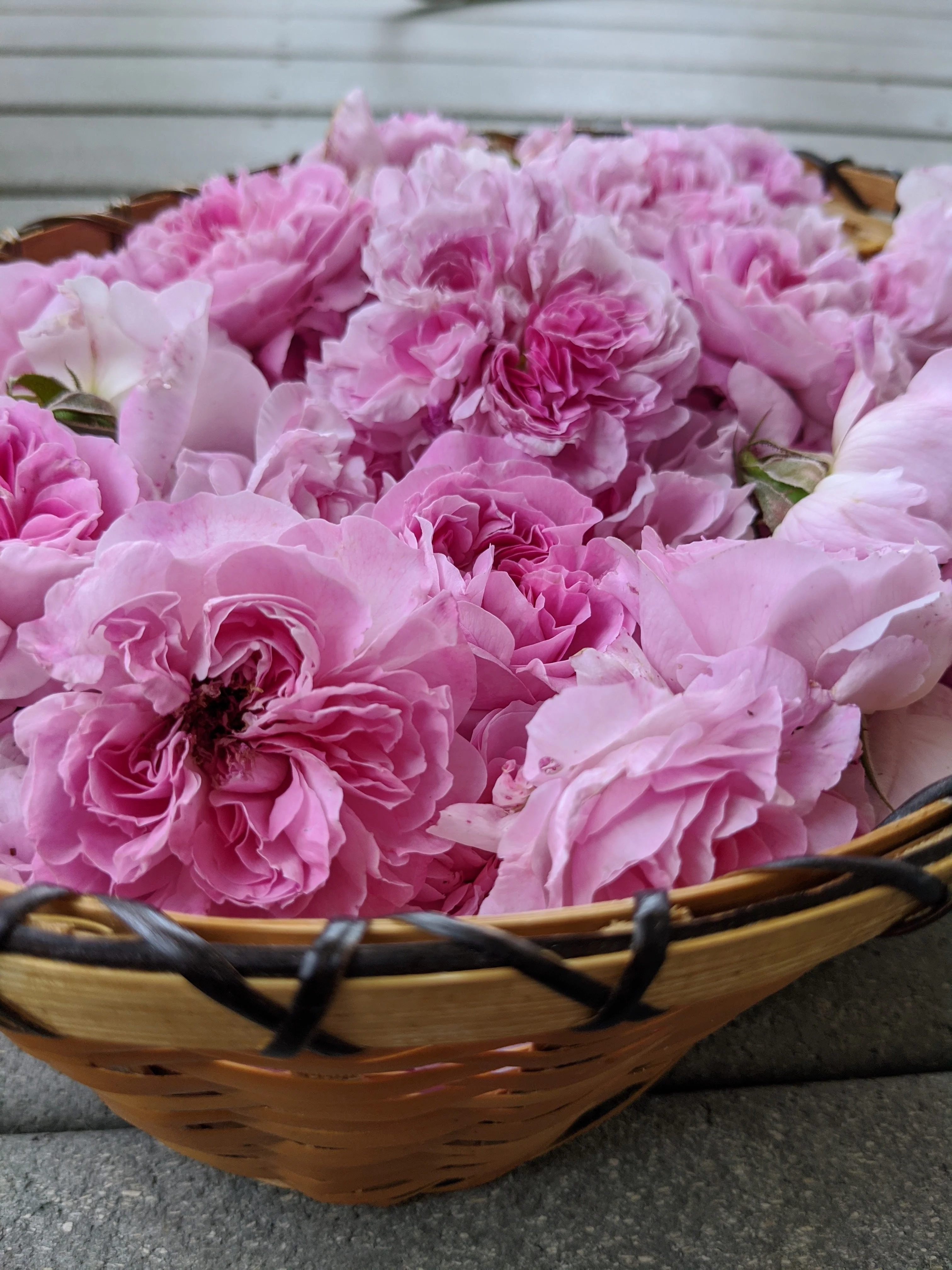 Damask Rose Enfleurage. - Image 100