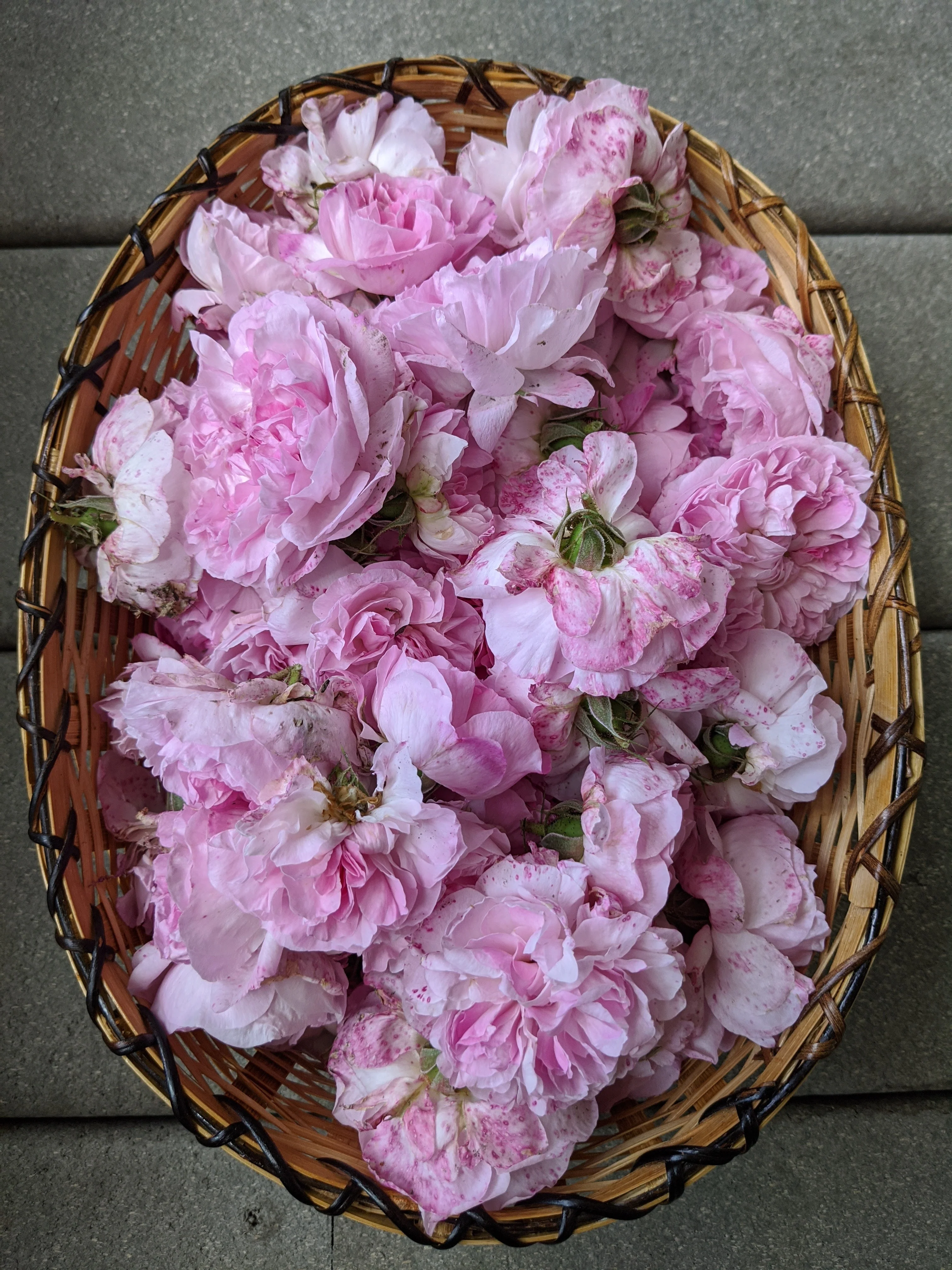 Damask Rose Enfleurage. - Image 11
