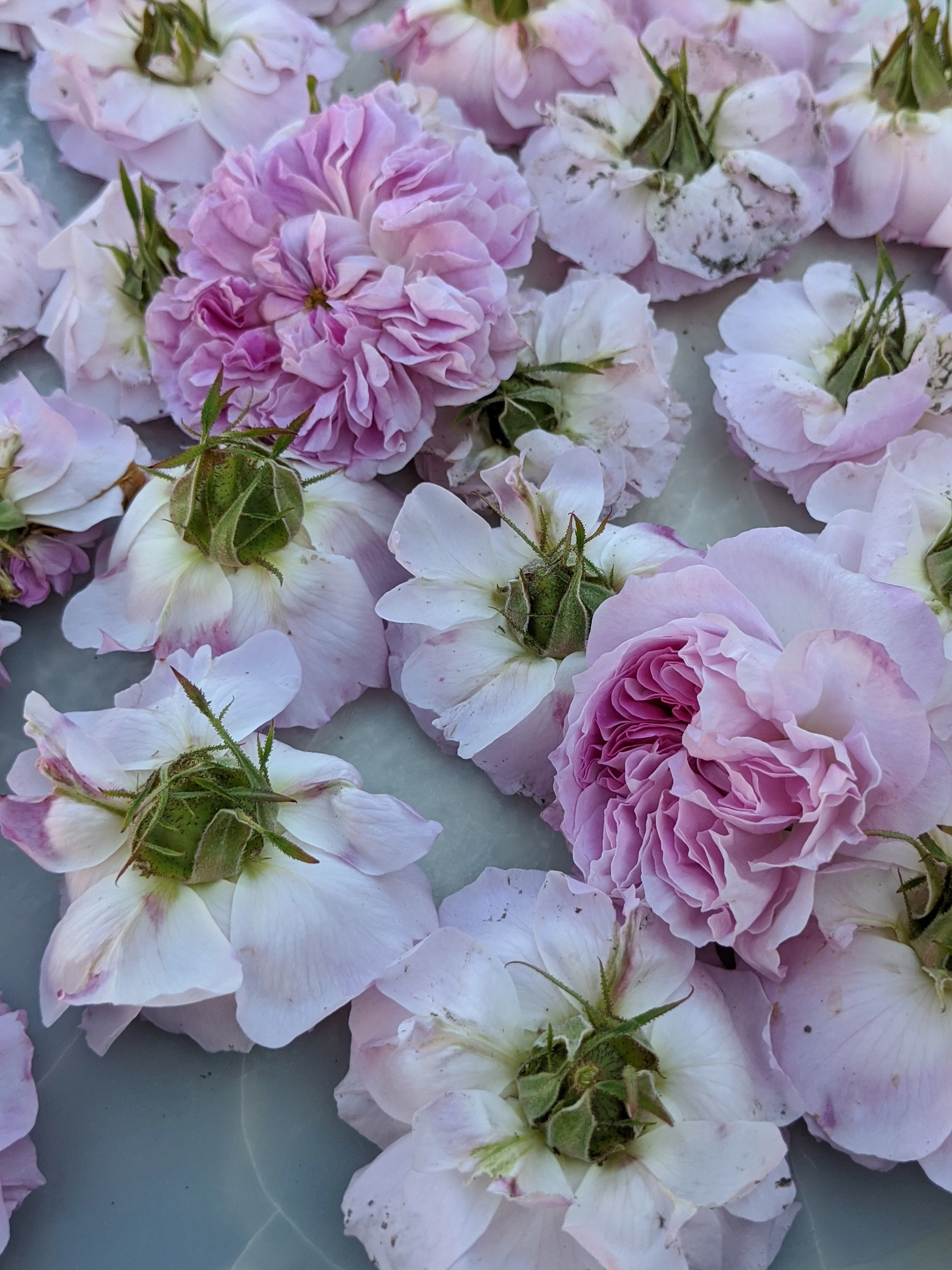 Damask Rose Enfleurage. - Image 12
