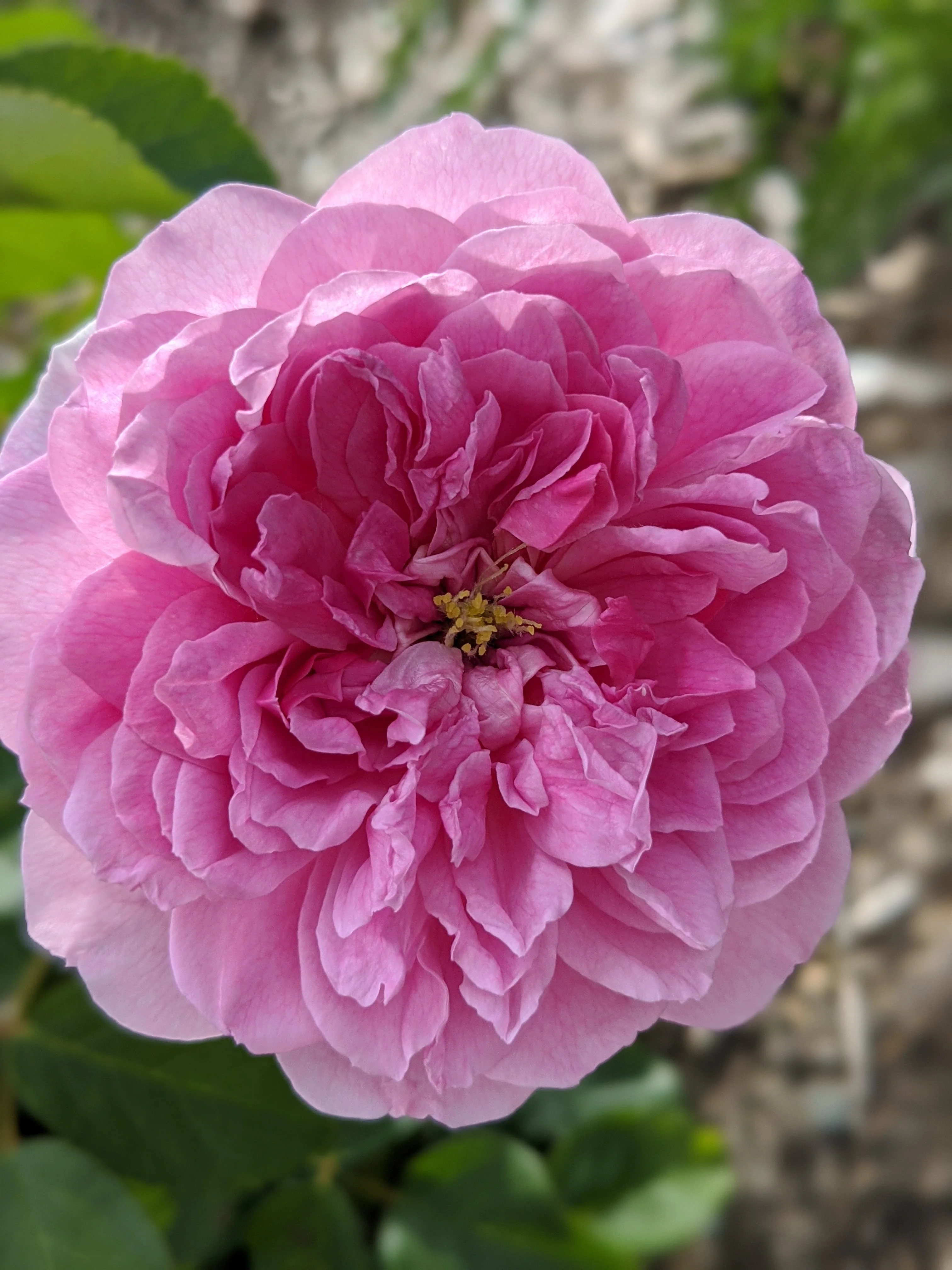 Damask Rose Enfleurage. - Image 13