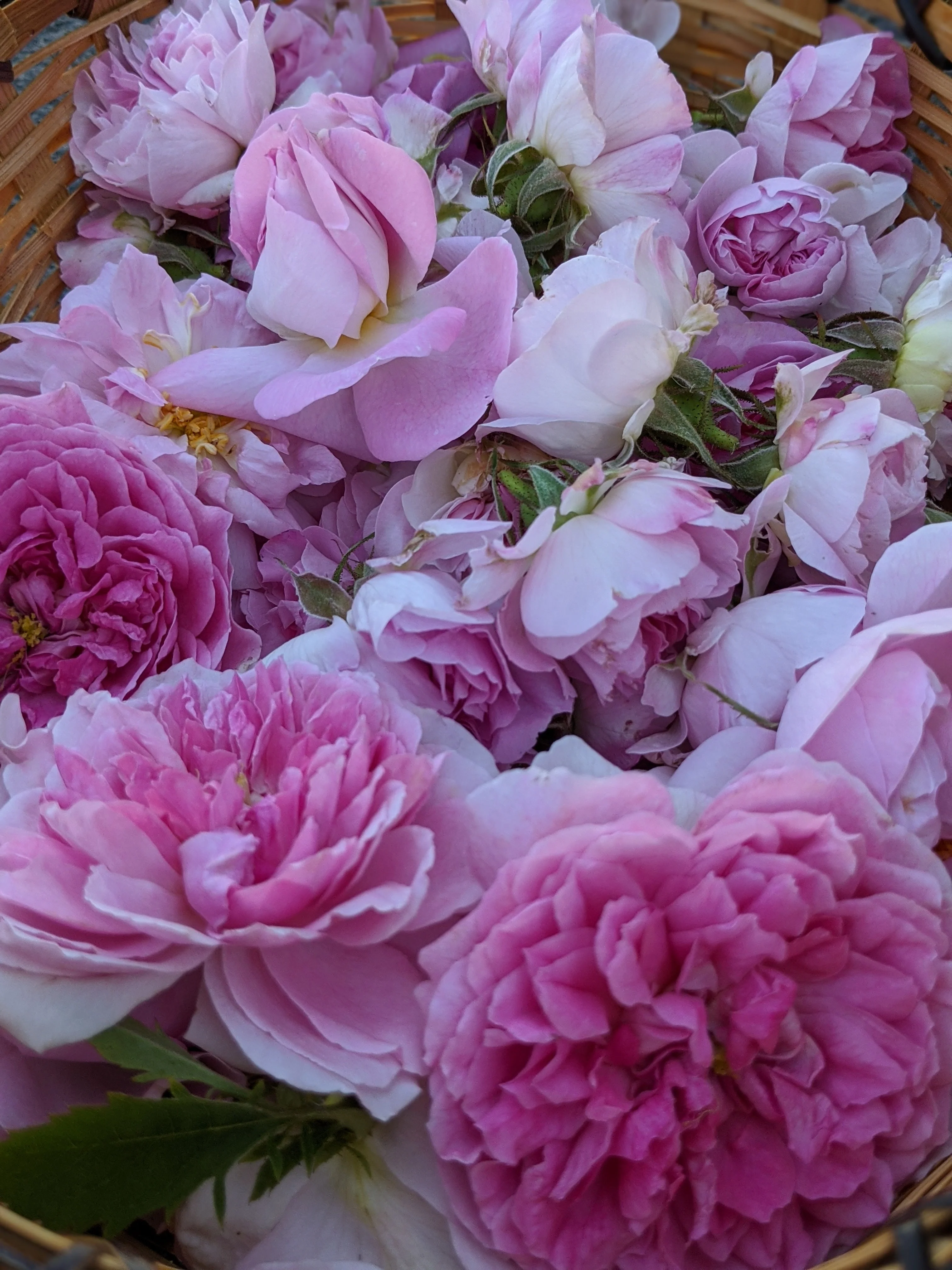 Damask Rose Enfleurage. - Image 14