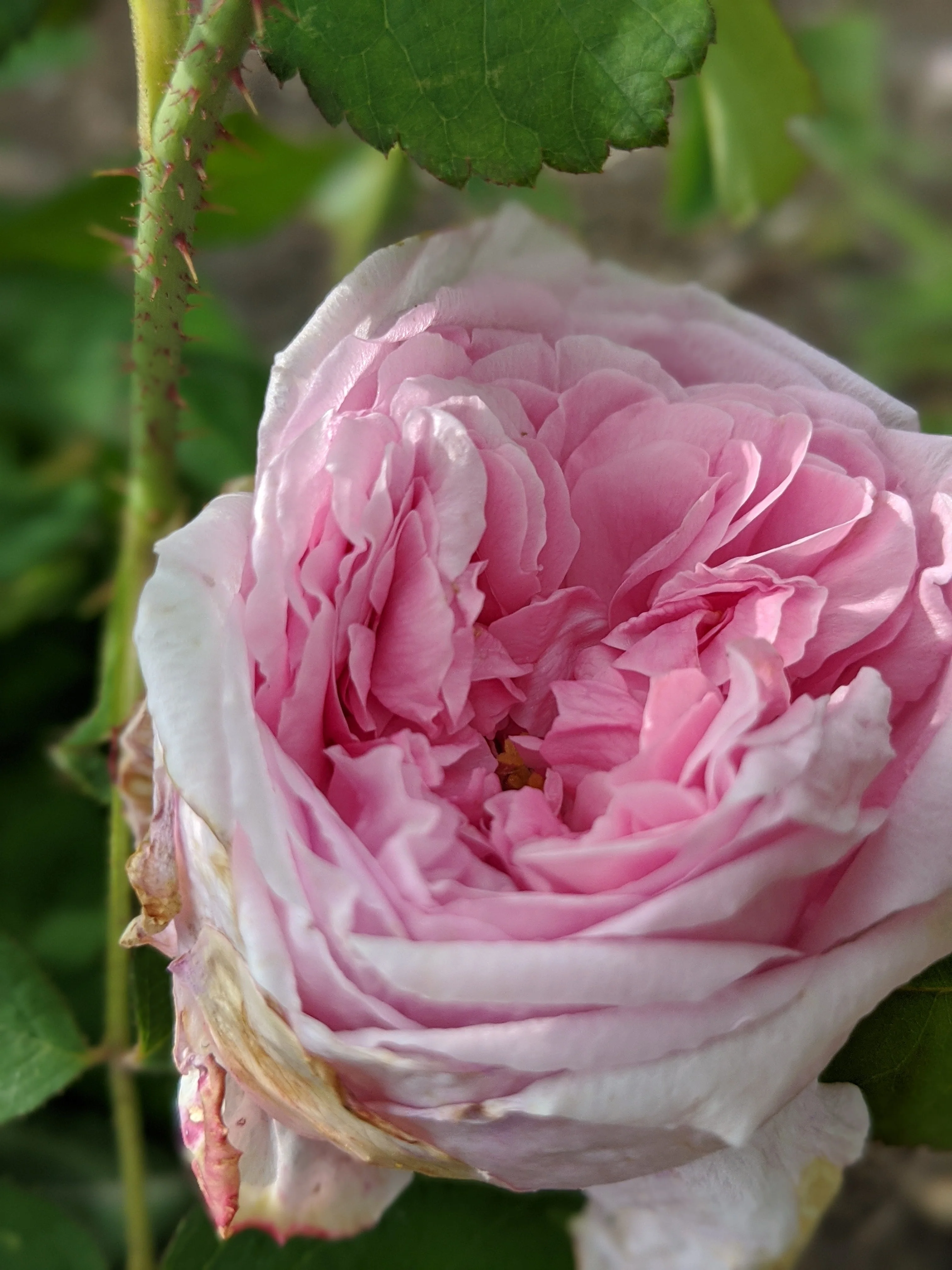 Damask Rose Enfleurage. - Image 15