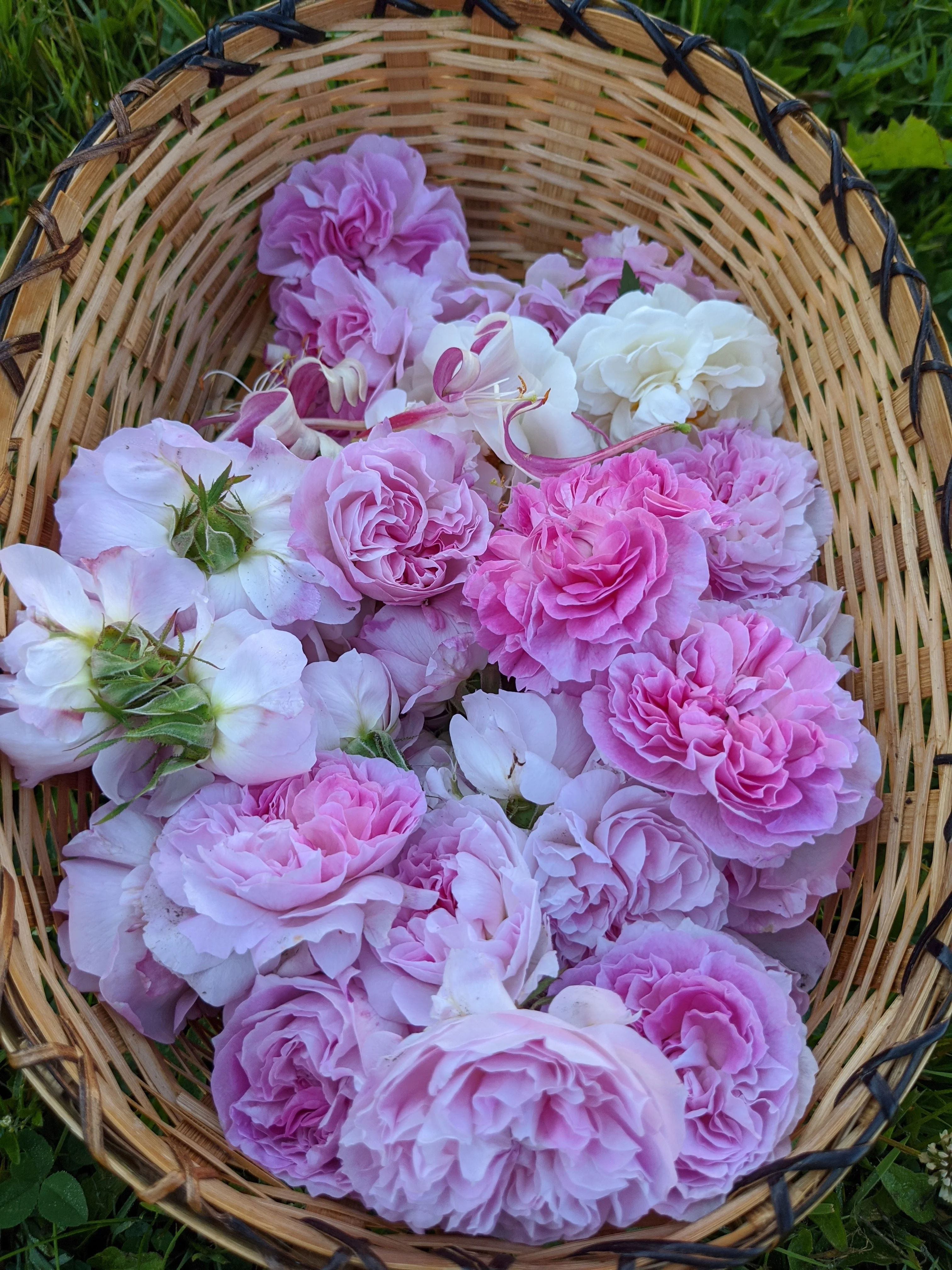 Damask Rose Enfleurage. - Image 16