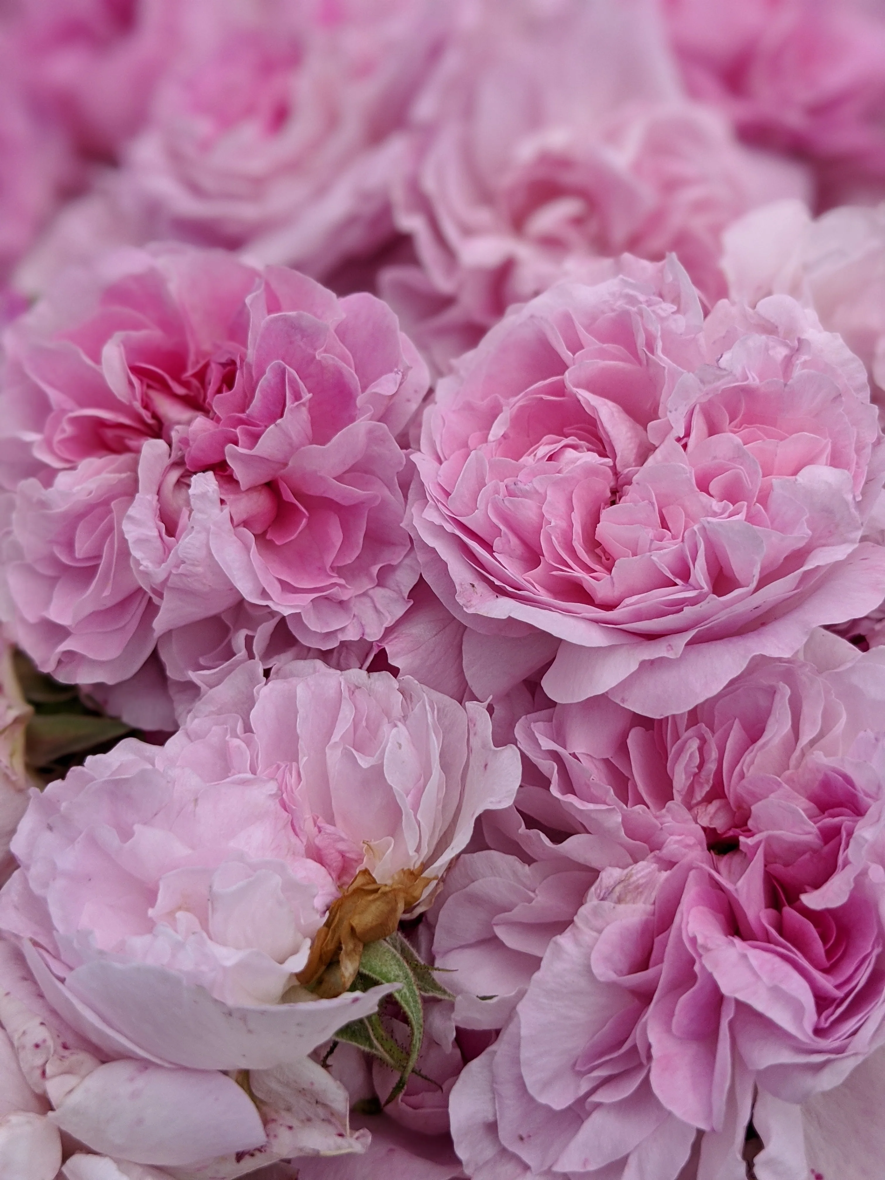 Damask Rose Enfleurage. - Image 18