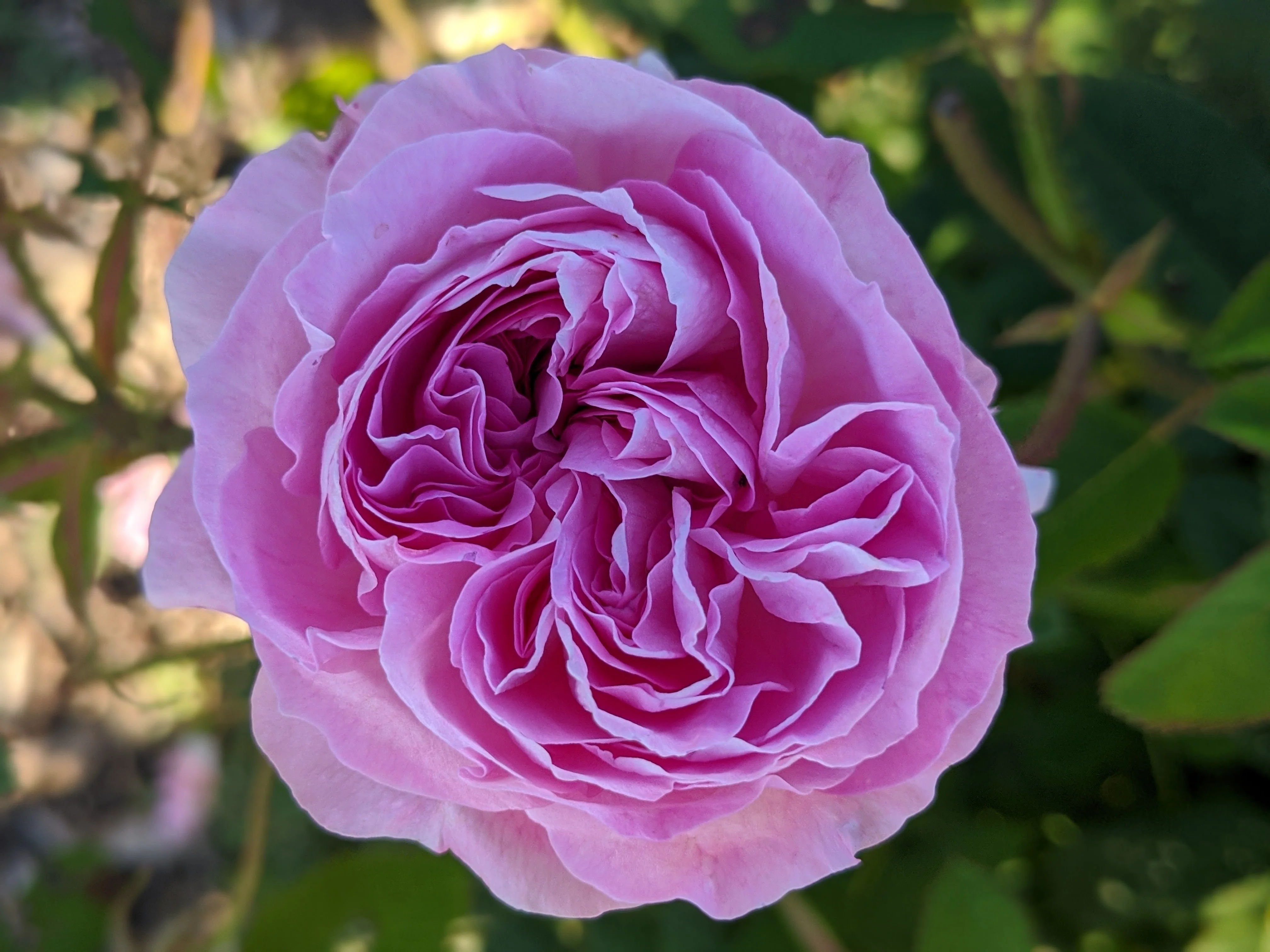 Damask Rose Enfleurage. - Image 19